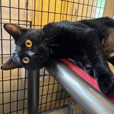 Bubbles - A Black Beauty!