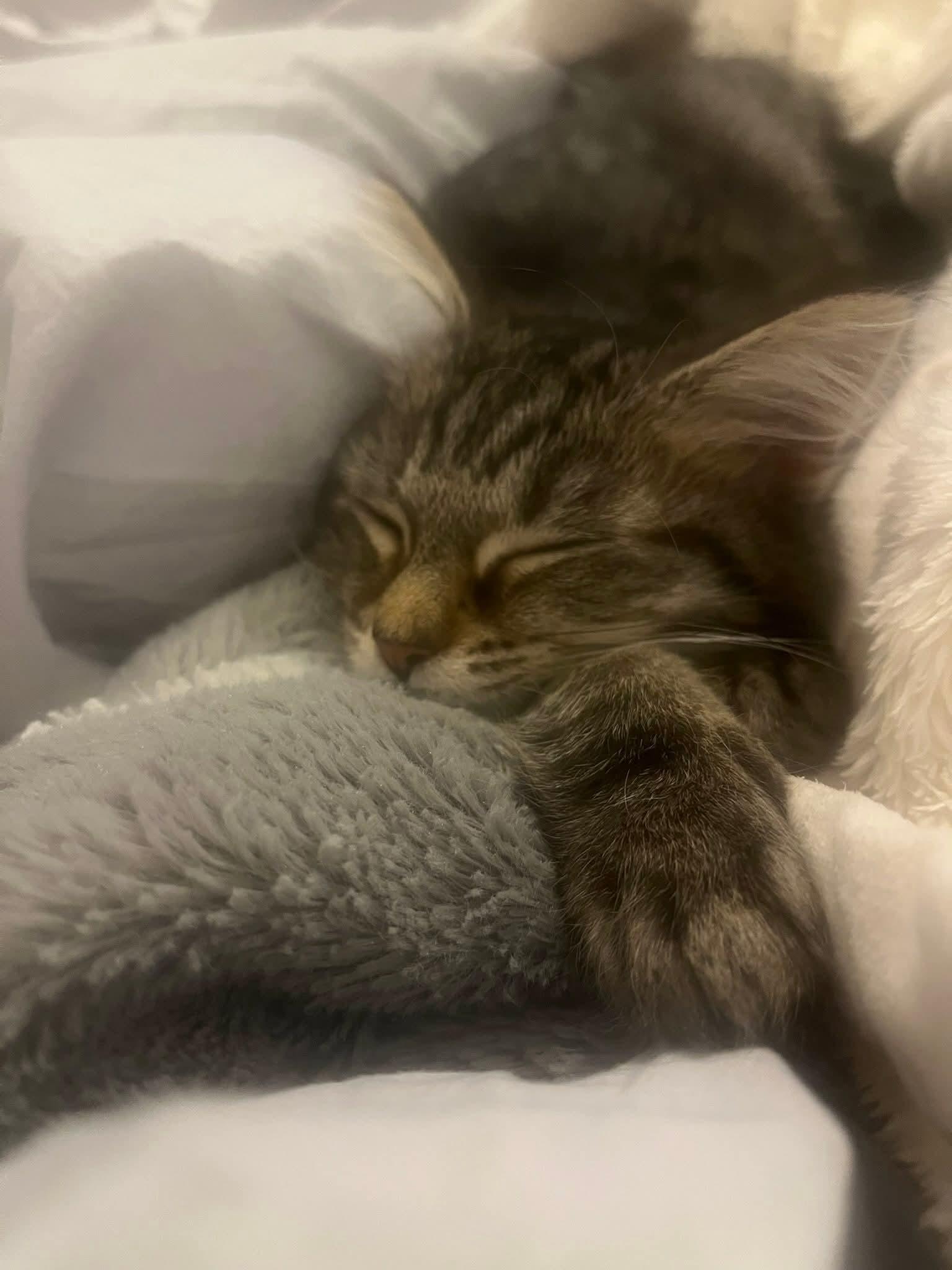 Enlarge Stormy, an adopted Domestic Medium Hair in Carnegie, PA image 2/5