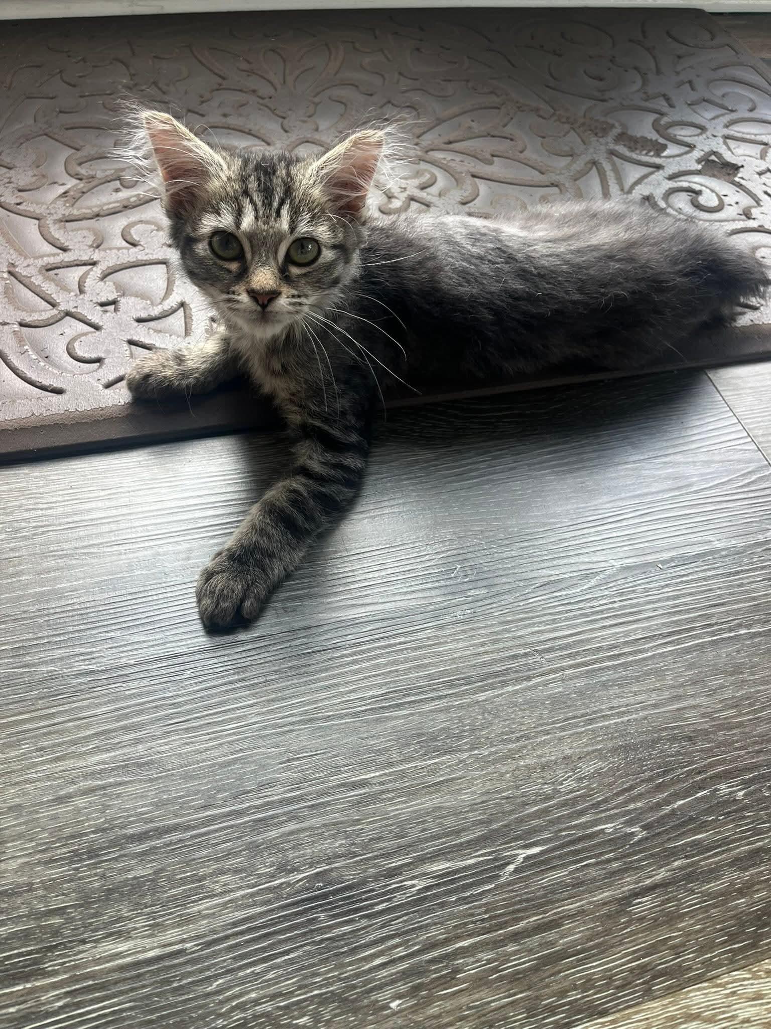 Enlarge Stormy, an adopted Domestic Medium Hair in Carnegie, PA image 4/5