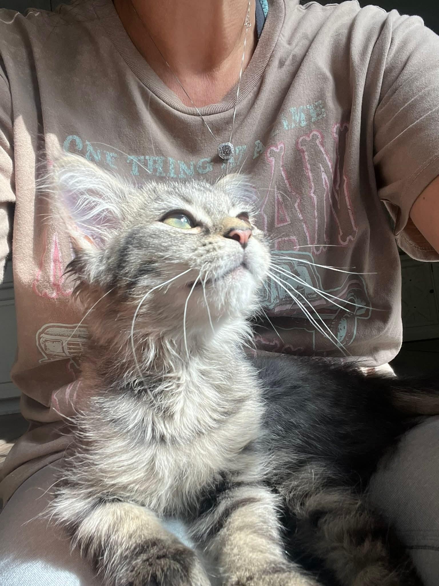 Enlarge Stormy, an adopted Domestic Medium Hair in Carnegie, PA image 3/5