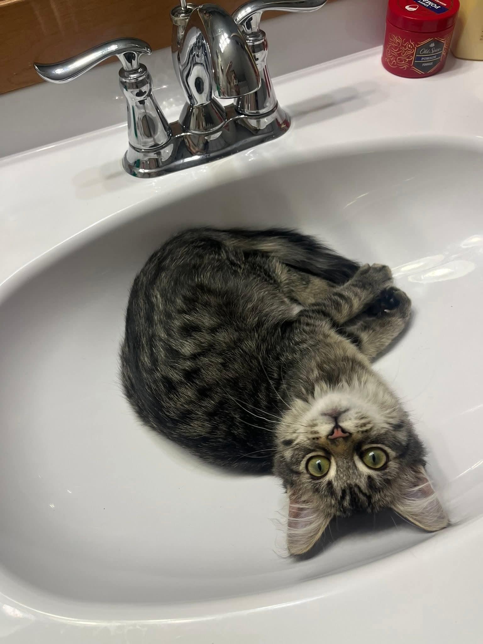 Enlarge Stormy, an adopted Domestic Medium Hair in Carnegie, PA image 1/5