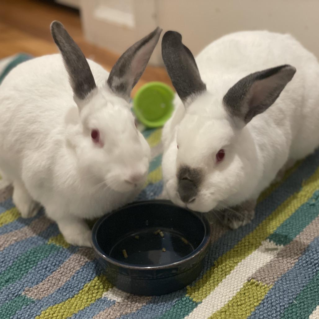 Enlarge Thing 2, a Adoptable Californian in Richmond, CA image 1/6