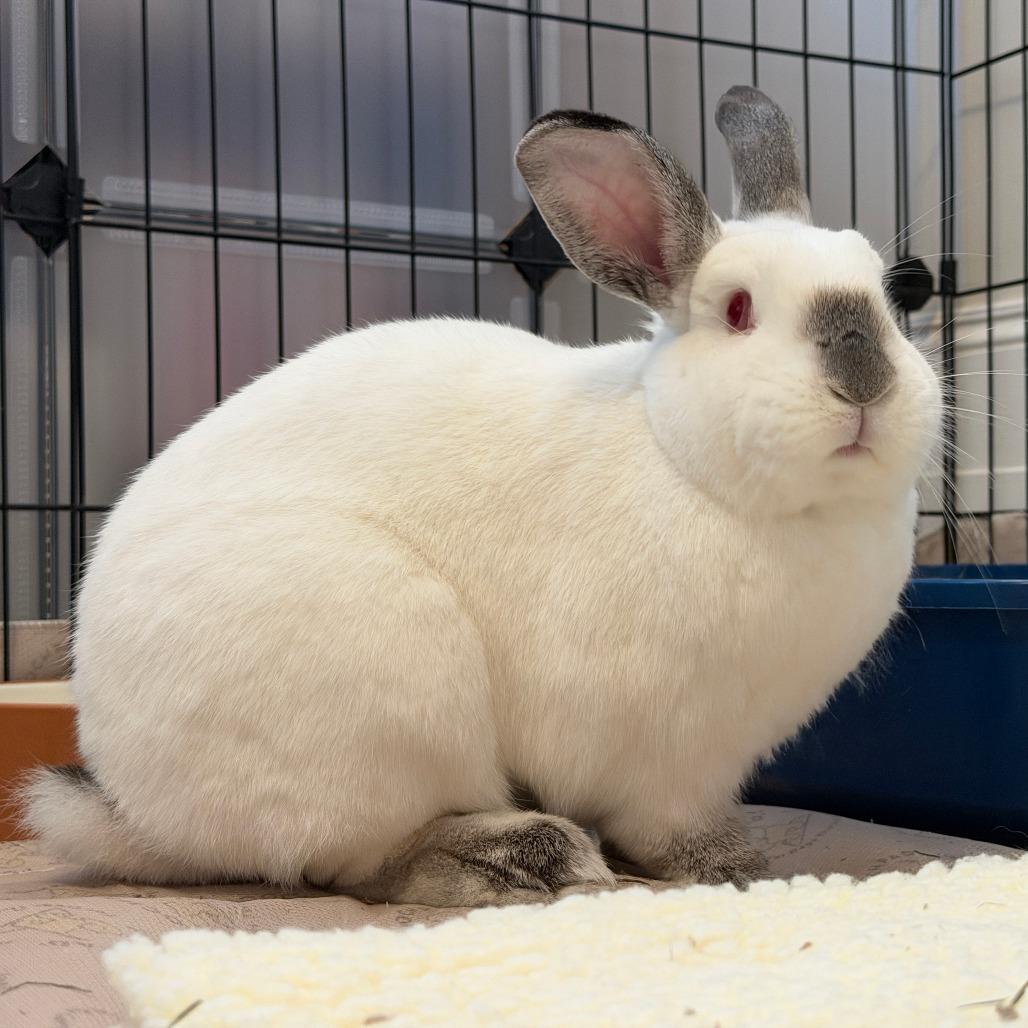 Thing 2, Adoptable, Adult Male Californian.