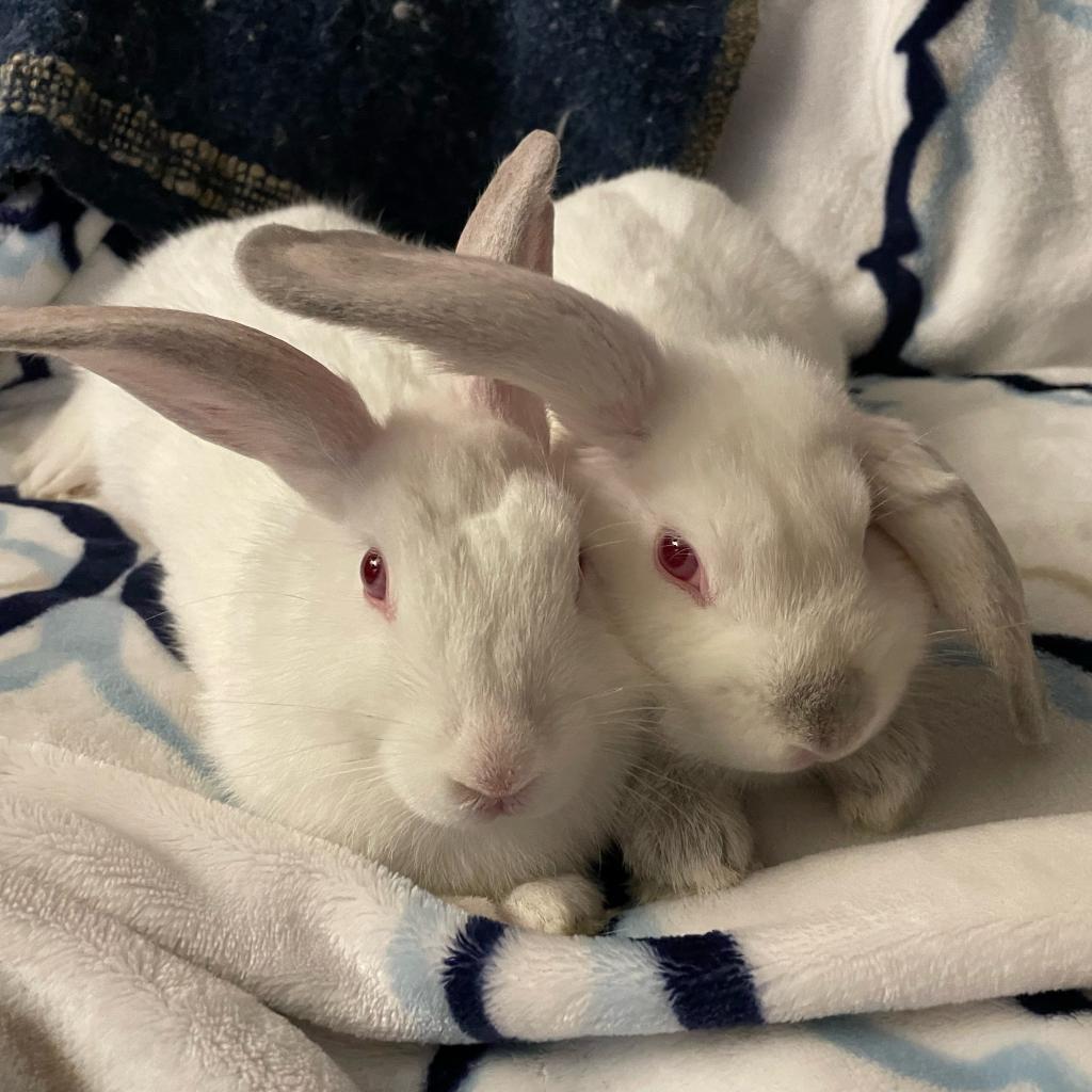 Thing 2, Adoptable, Adult Male American.