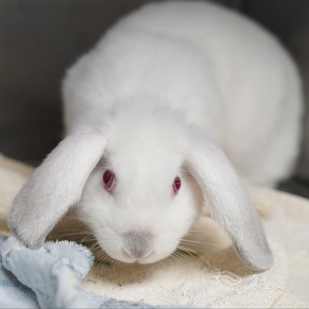 Enlarge Thing 2, a Adoptable American in Richmond, CA image 2/6