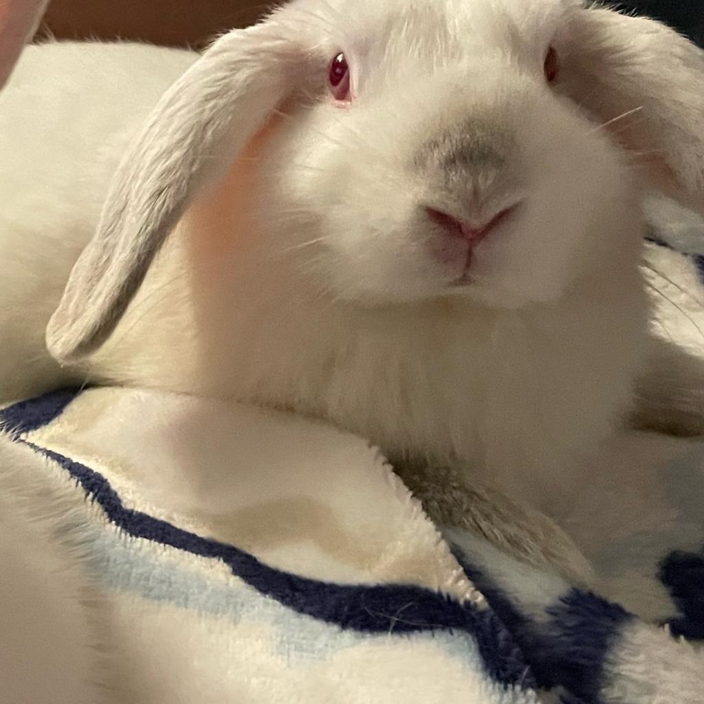 Enlarge Thing 2, a Adoptable American in Richmond, CA image 3/6