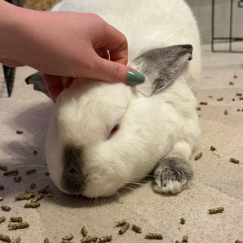 Enlarge Thing 2, a Adoptable Californian in Richmond, CA image 4/6