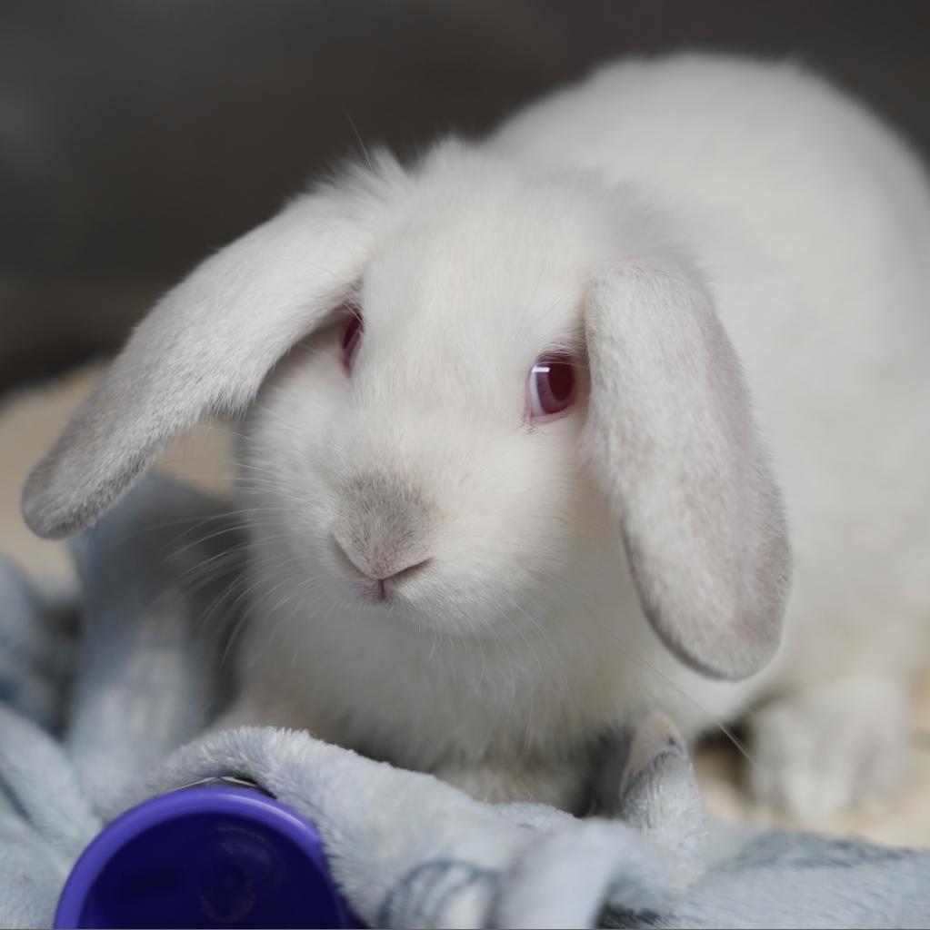 Enlarge Thing 2, a Adoptable American in Richmond, CA image 4/6