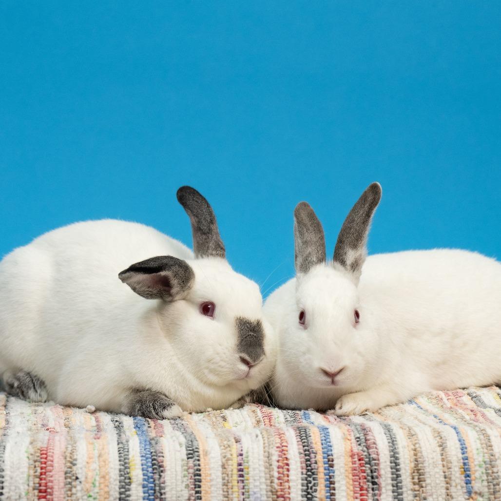 Enlarge Thing 2, a Adoptable American in Richmond, CA image 6/6