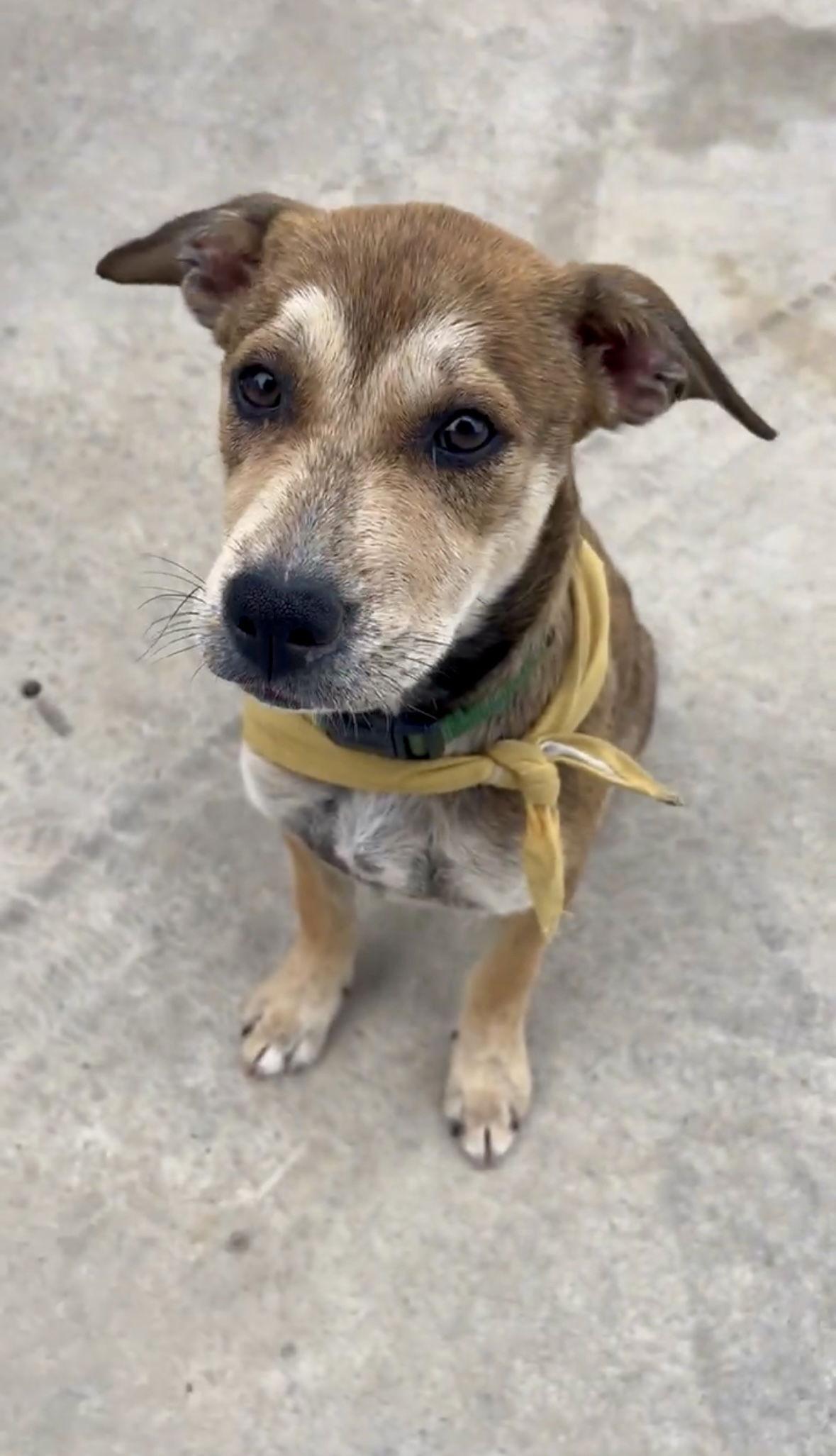 Tiger Nut, Adopted, Puppy Female Australian Kelpie & Terrier.