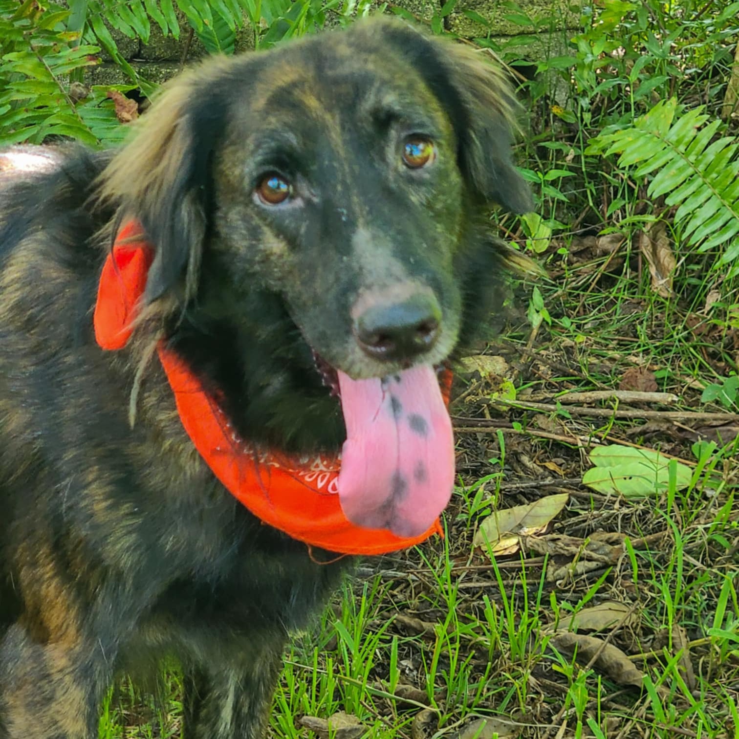 Dog for adoption PARACHUTE, an English Springer Spaniel & Brittany