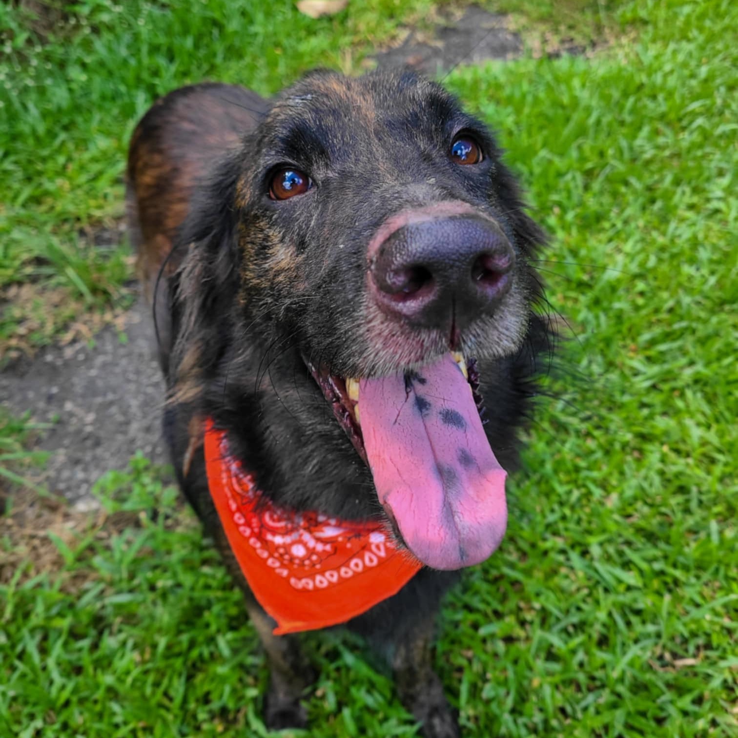Dog for adoption PARACHUTE, an English Springer Spaniel & Brittany