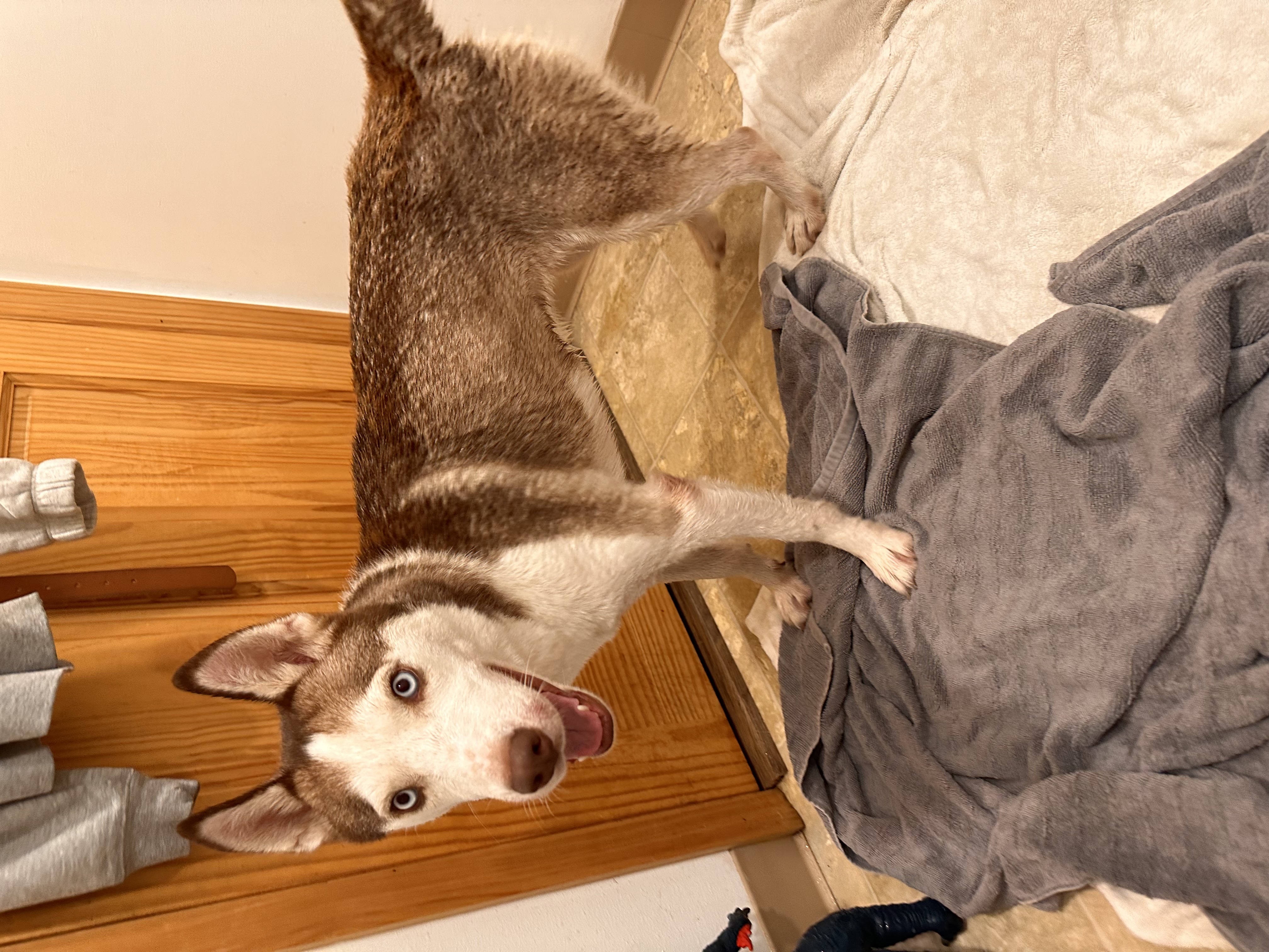 Enlarge Winter, a Adopted Husky in Munising, MI image 3/6