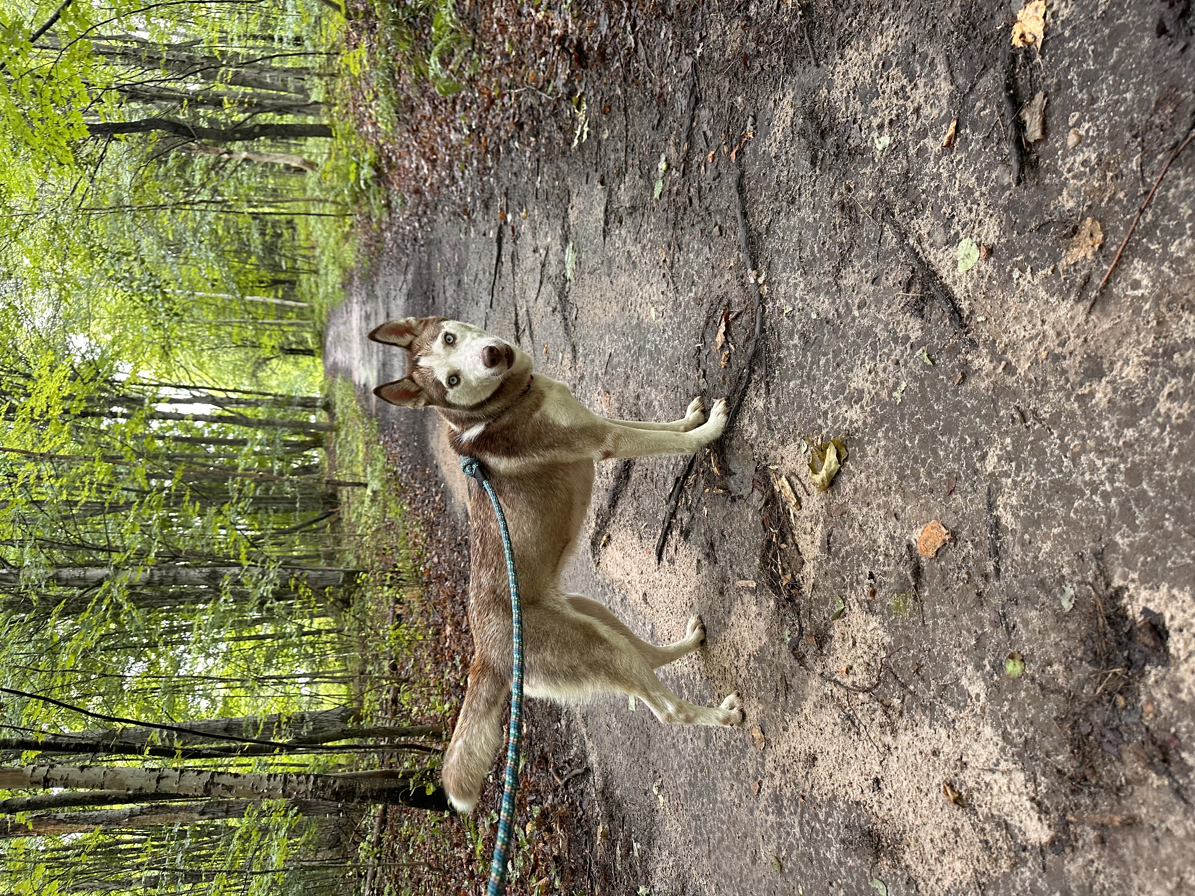 Enlarge Winter, a Adopted Husky in Munising, MI image 2/6