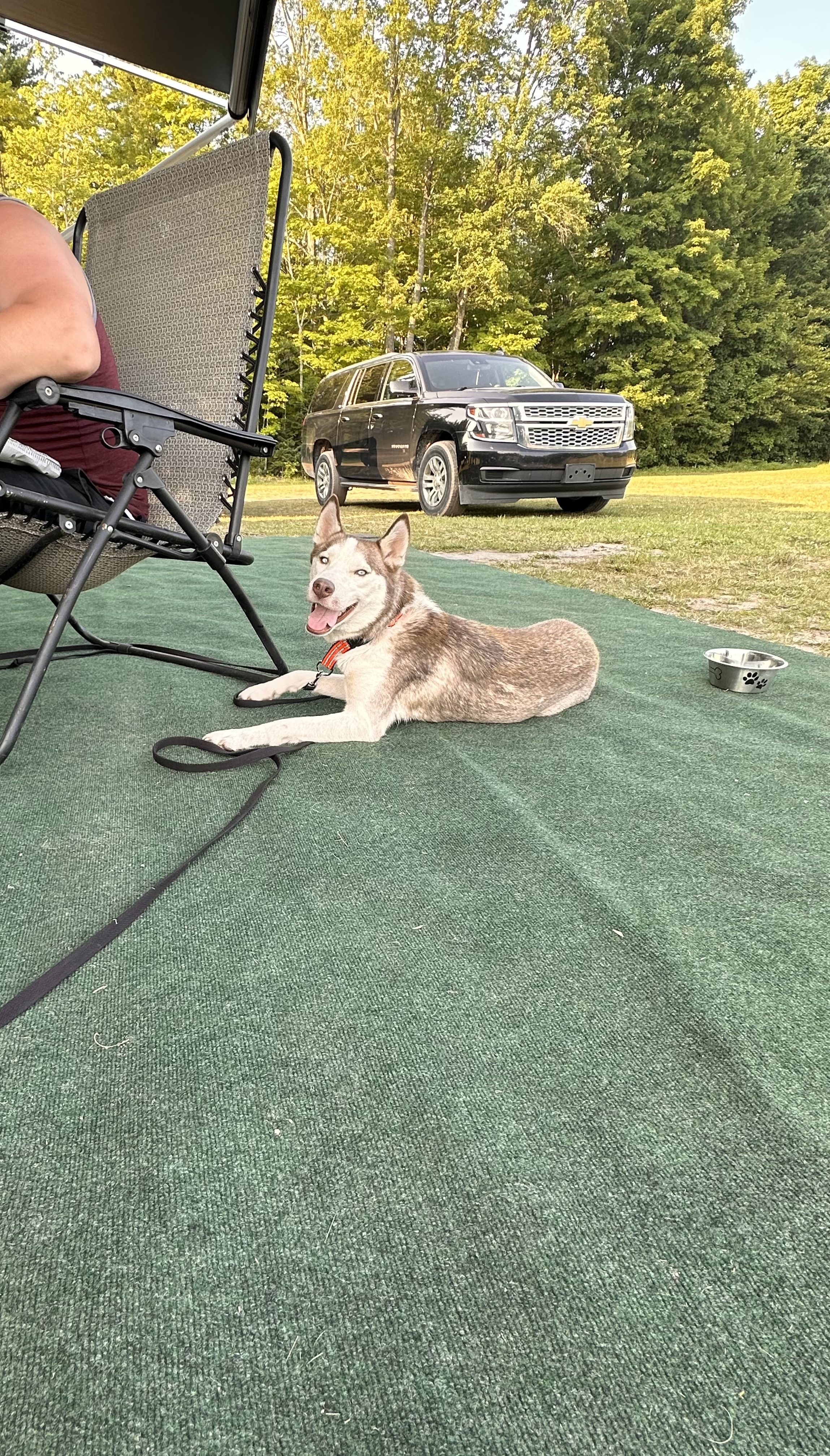 Enlarge Winter, a Adopted Husky in Munising, MI image 4/6