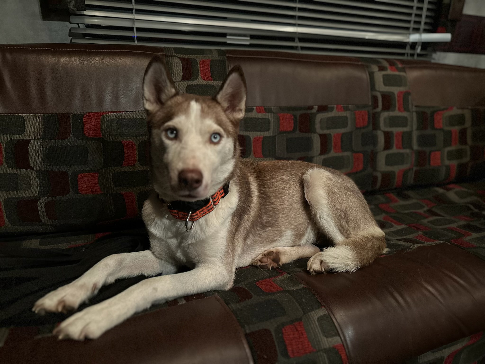 Winter, Adopted, Adult Female Husky.