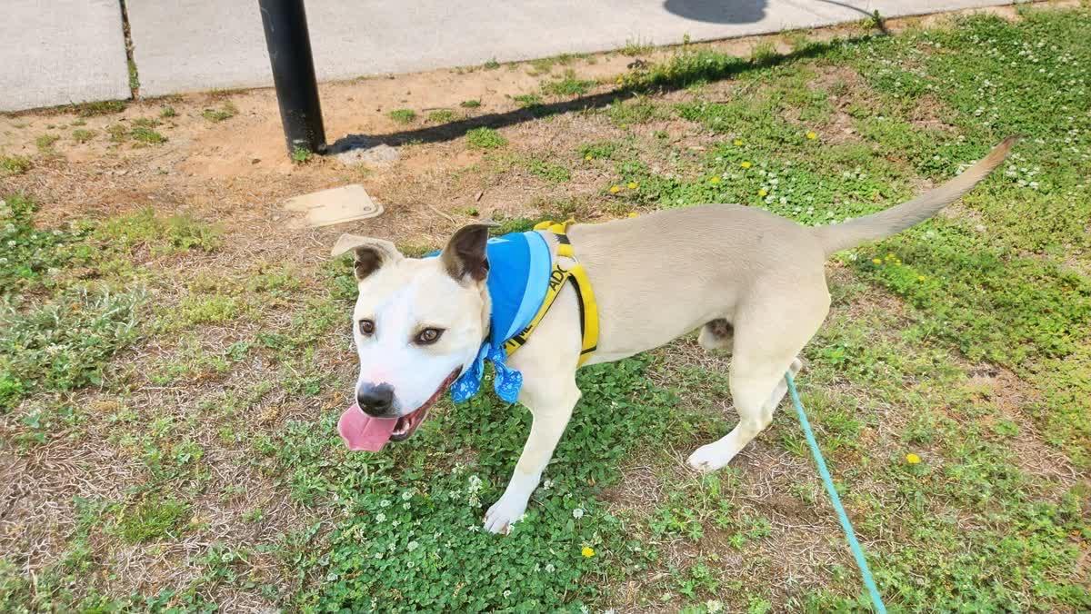 Enlarge Debo, a ADOPTABLE mixed breed in North Augusta, SC image 5/6