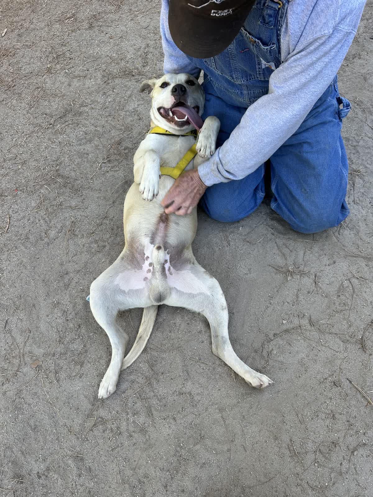 Enlarge Debo, a ADOPTABLE mixed breed in North Augusta, SC image 3/6