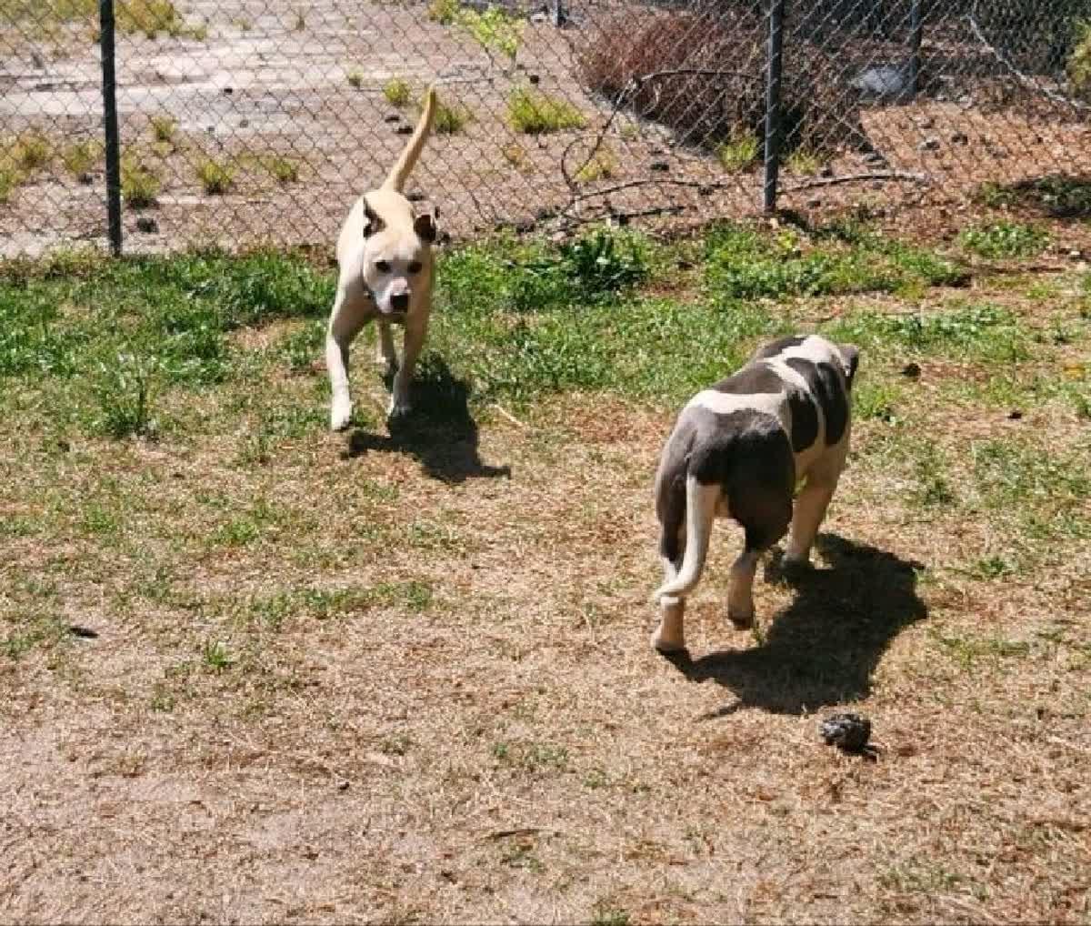 Enlarge Debo, a ADOPTABLE mixed breed in North Augusta, SC image 4/6