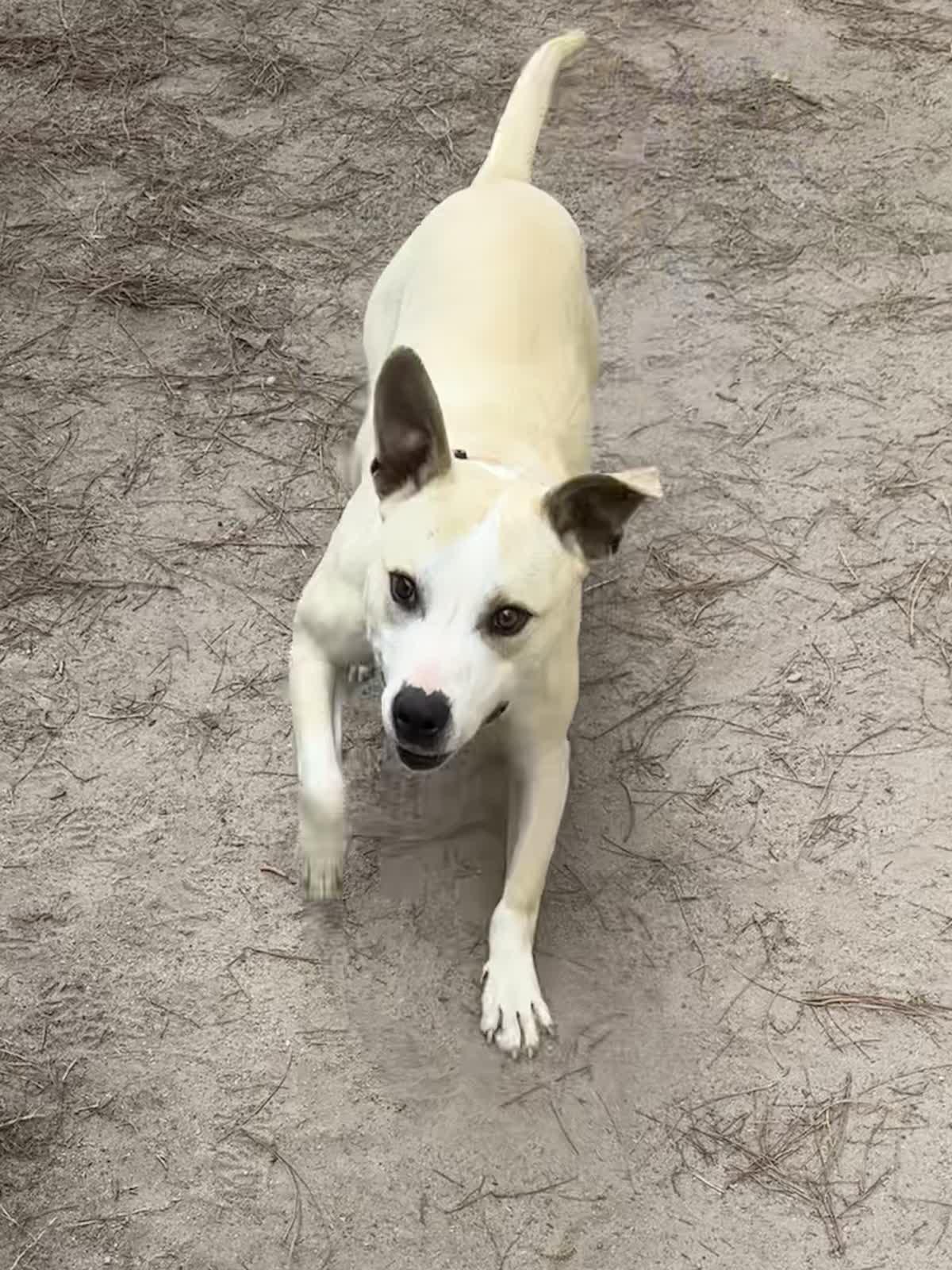 Enlarge Debo, a ADOPTABLE mixed breed in North Augusta, SC image 6/6