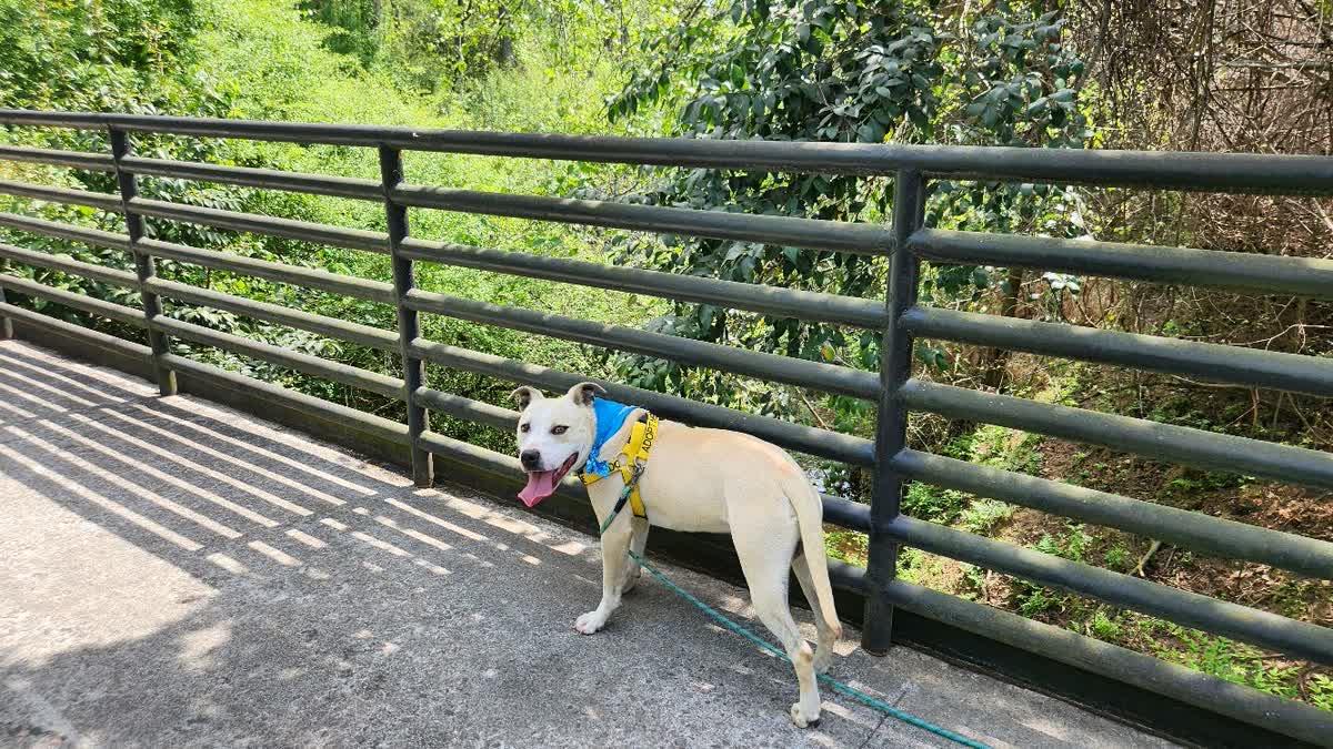 Debo, ADOPTABLE, Young Male Boxer.