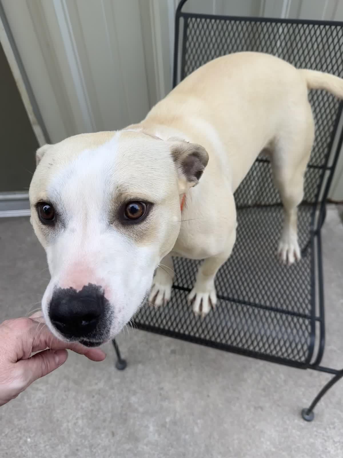 Enlarge Debo, a ADOPTABLE mixed breed in North Augusta, SC image 2/6