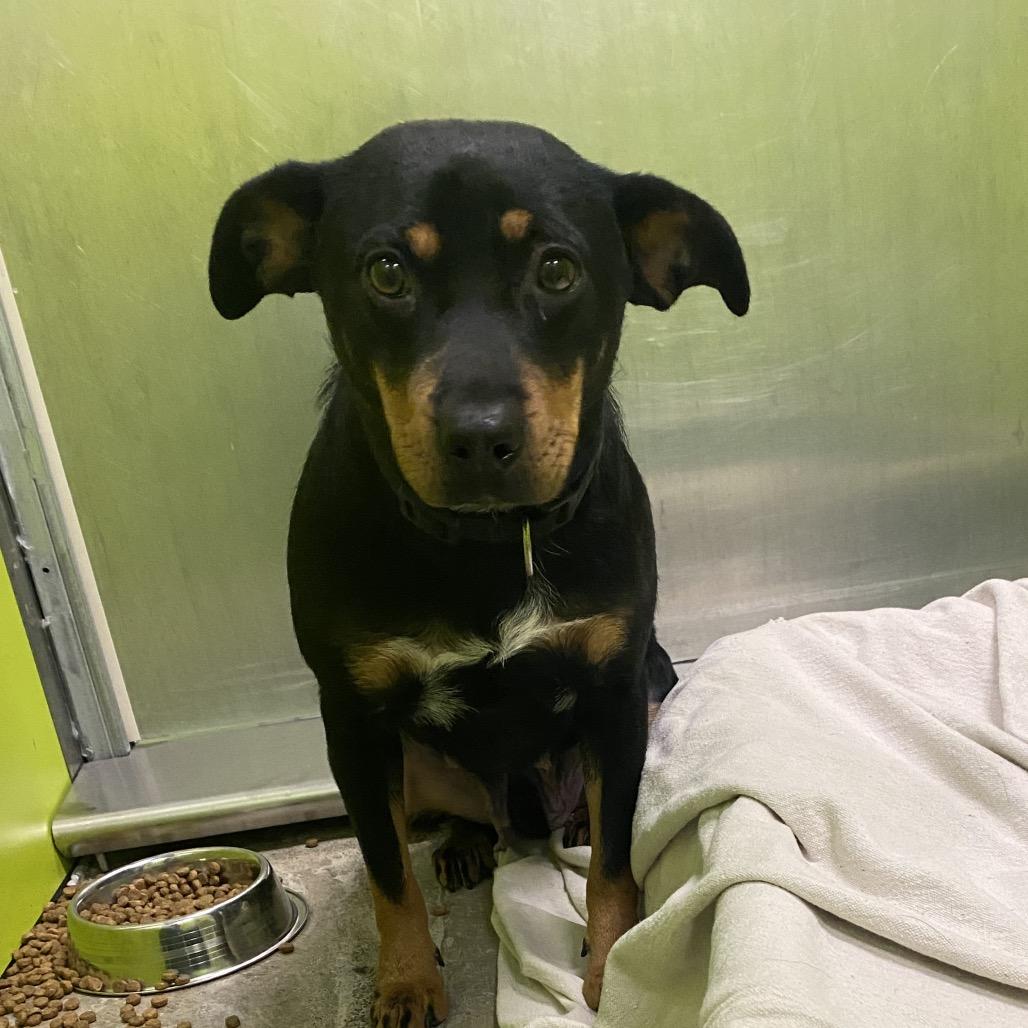 Nola, Adoptable, Young Female Mixed Breed.