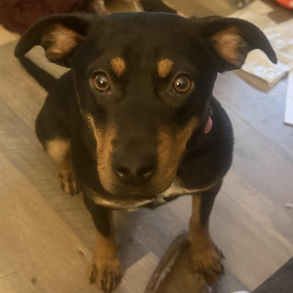 Enlarge Nola, a Adoptable Mixed Breed in Spokane, WA image 2/6