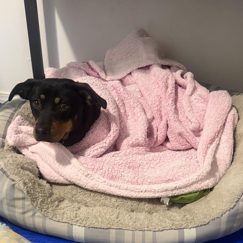 Enlarge Nola, a Adoptable Mixed Breed in Spokane, WA image 5/6