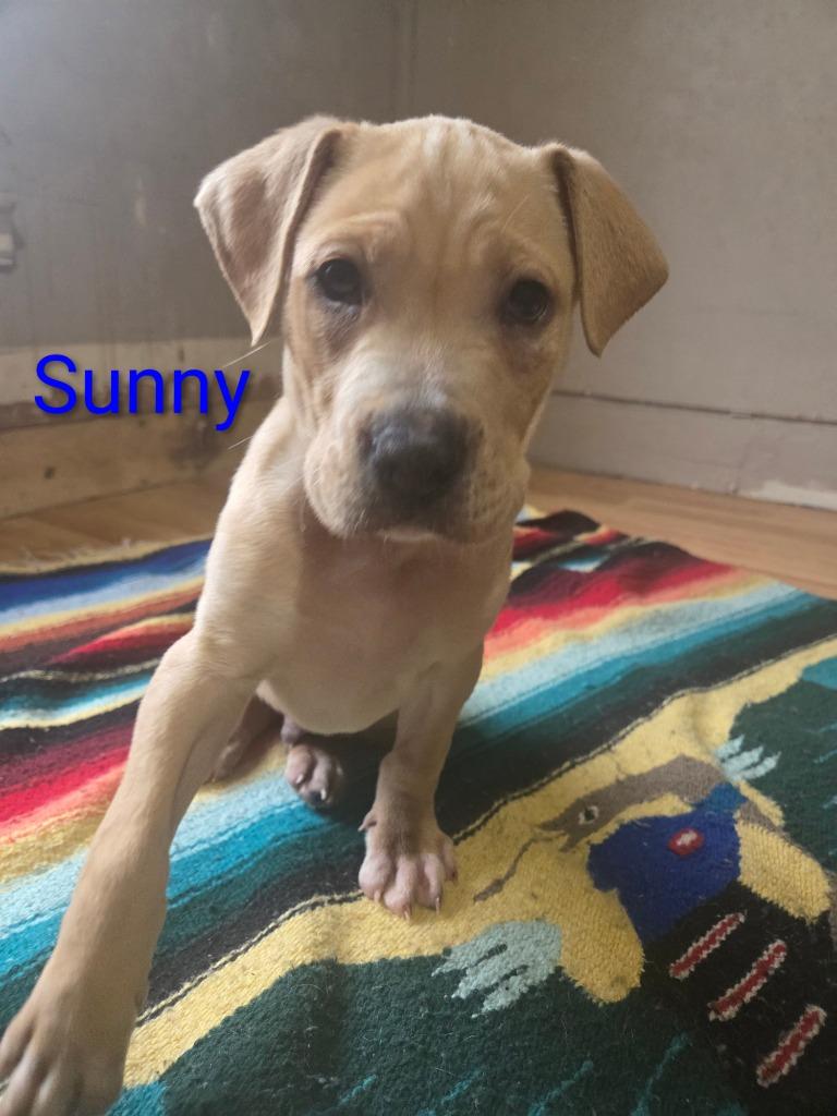 ***Courtesy Listing*** Sunny, a Adoptable mixed breed in Peru, NY image 1/2