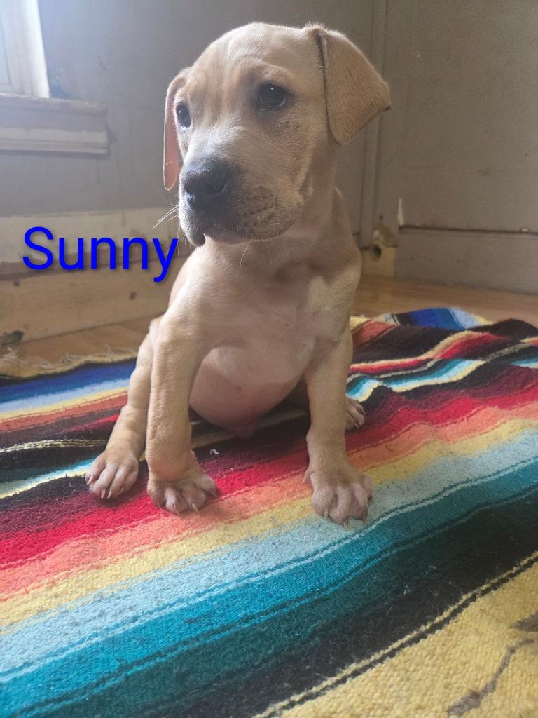 ***Courtesy Listing*** Sunny, a Adoptable mixed breed in Peru, NY image 2/2