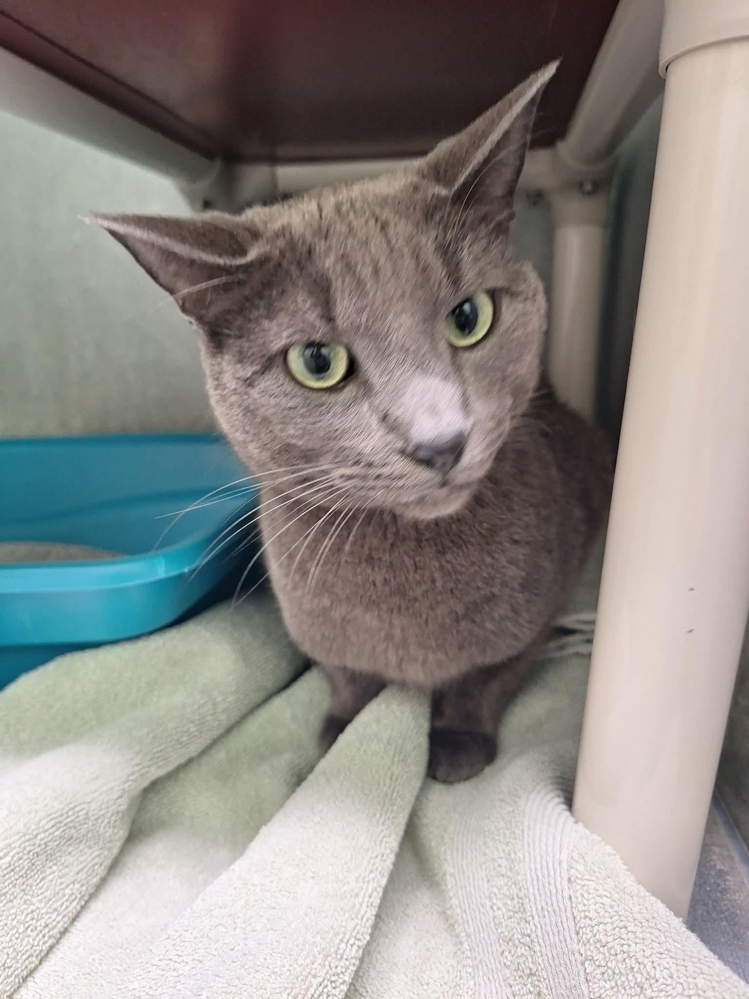 Ash, ADOPTABLE, Adult Male Domestic Short Hair.