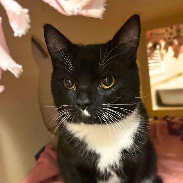 Gomez, Adoptable, Young Male Domestic Short Hair.