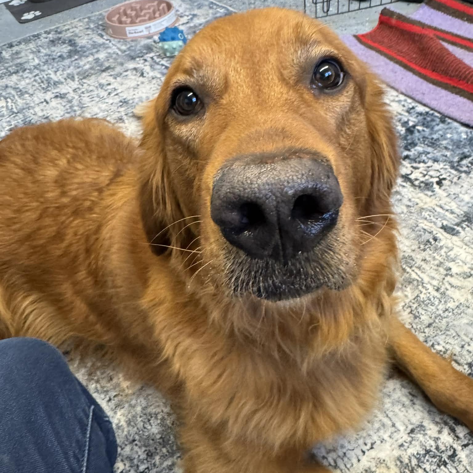 Bruno, a ADOPTABLE Golden Retriever in Churchville, NY image 3/5
