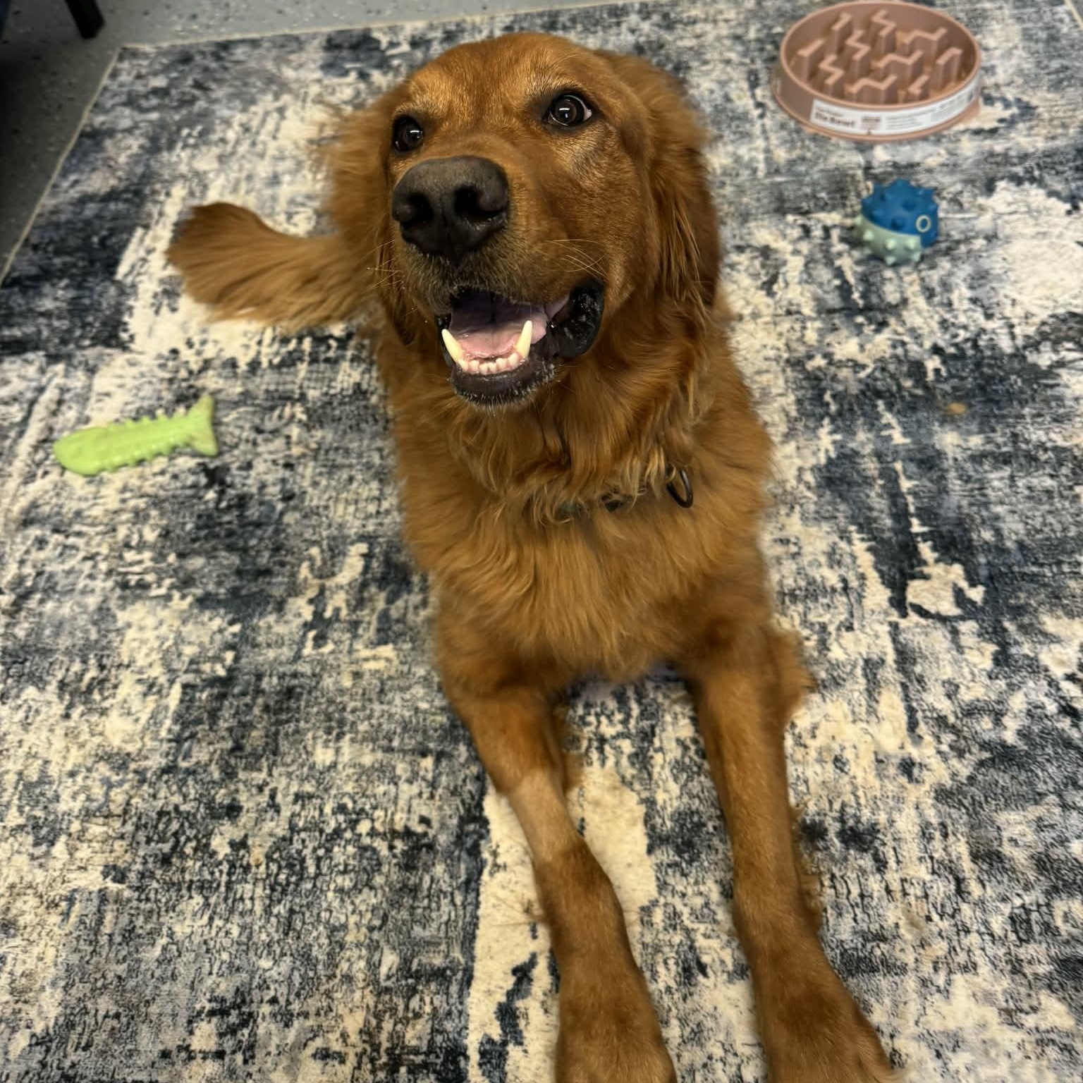 Bruno, a ADOPTABLE Golden Retriever in Churchville, NY image 2/5