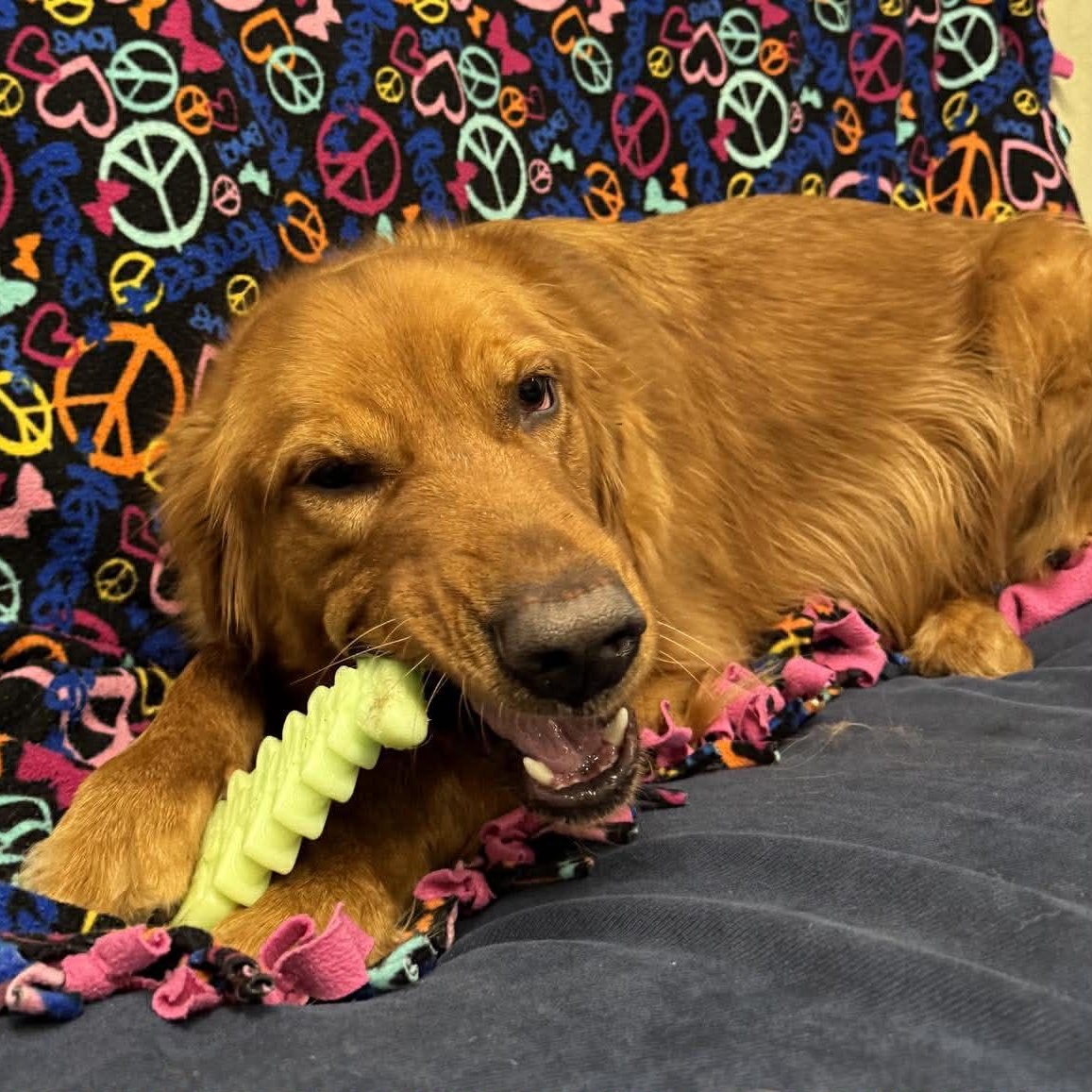 Bruno, ADOPTABLE, Adult Male Golden Retriever.