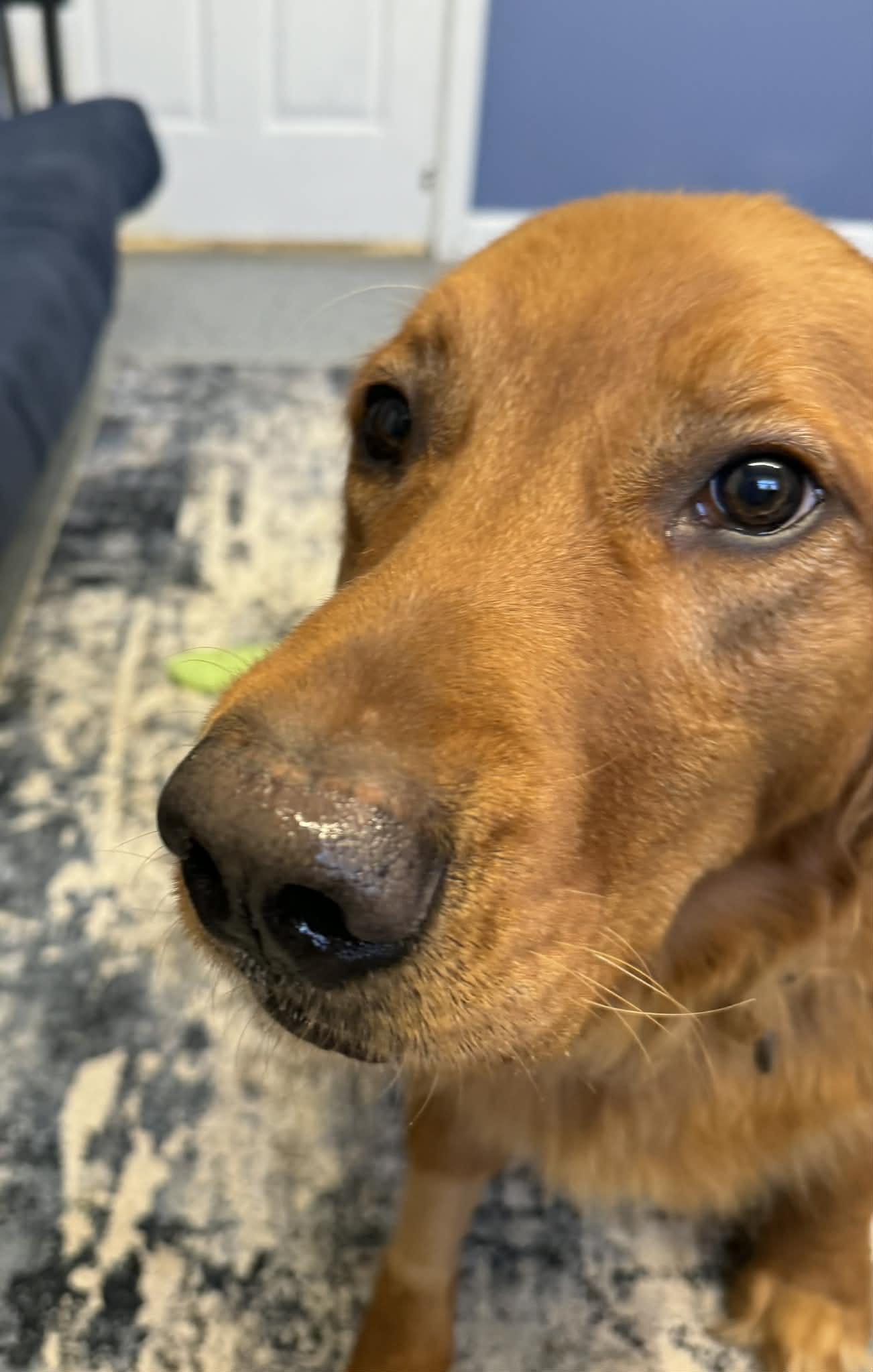 Bruno, a ADOPTABLE Golden Retriever in Churchville, NY image 4/5