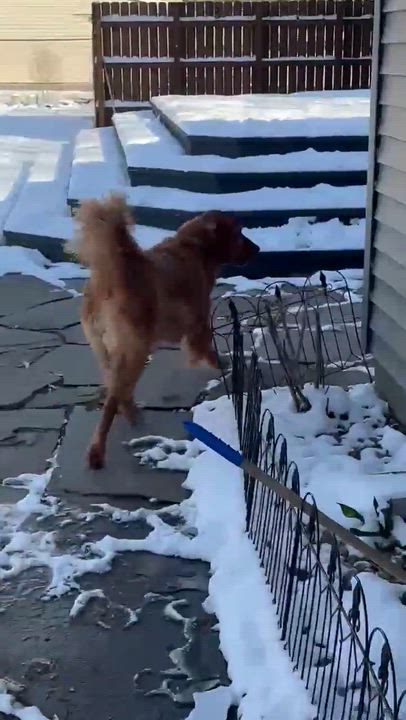 Enlarge Bruno, a ADOPTABLE Golden Retriever in Churchville, NY video 5/5