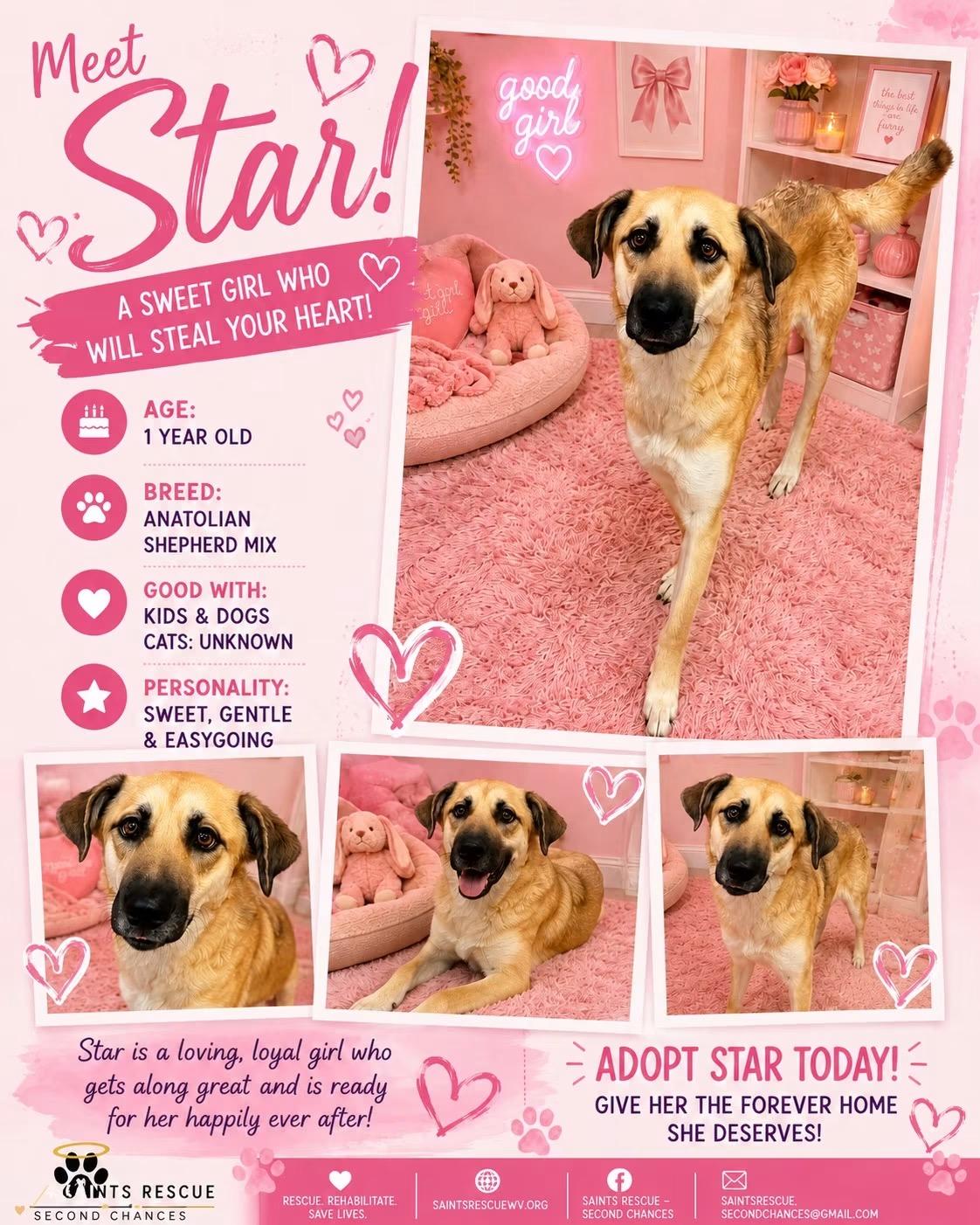 Enlarge Star, a Adoptable Anatolian Shepherd in Weirton, WV image 1/1