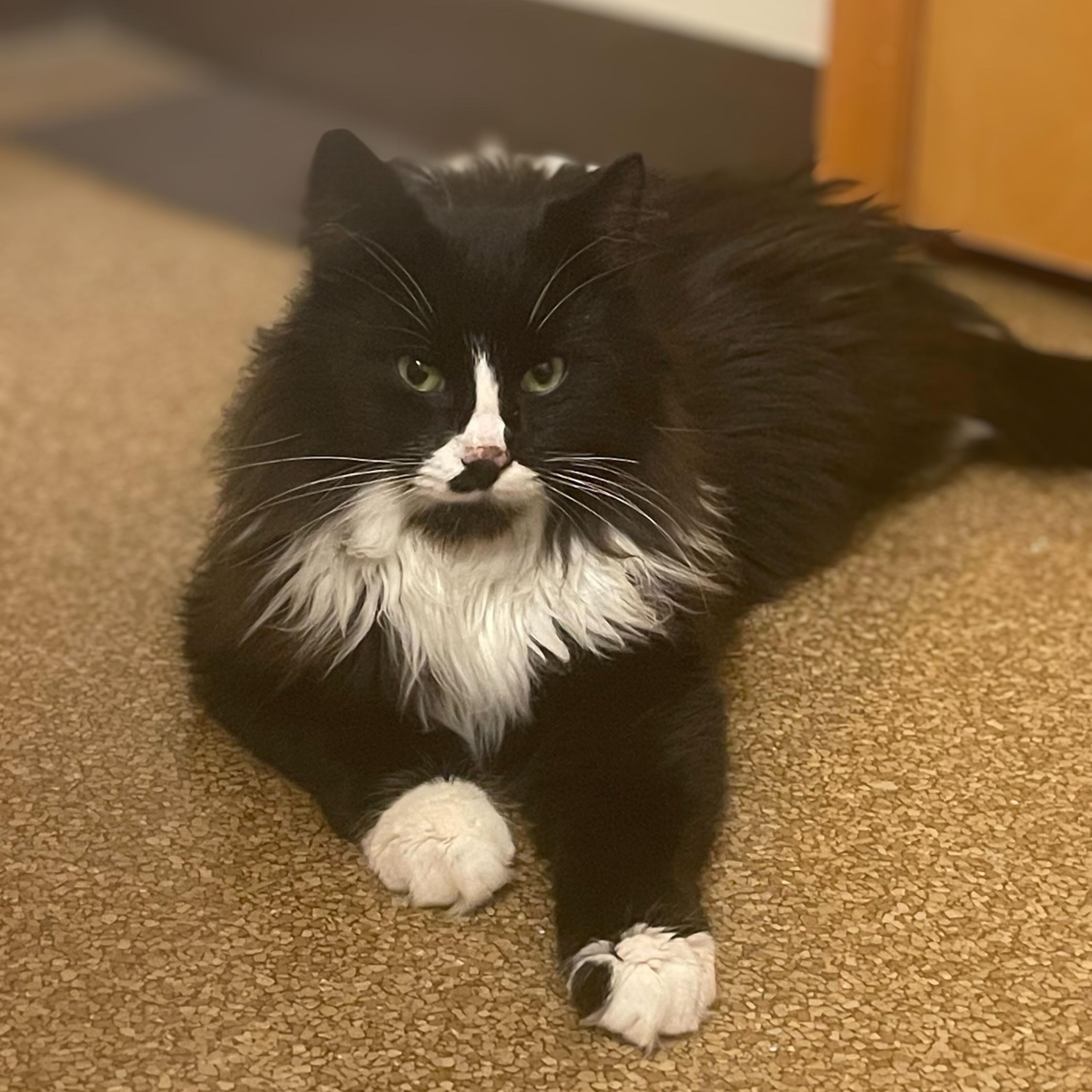 JJ Biscuits, Adoptable, Adult Male Domestic Long Hair & Tuxedo.