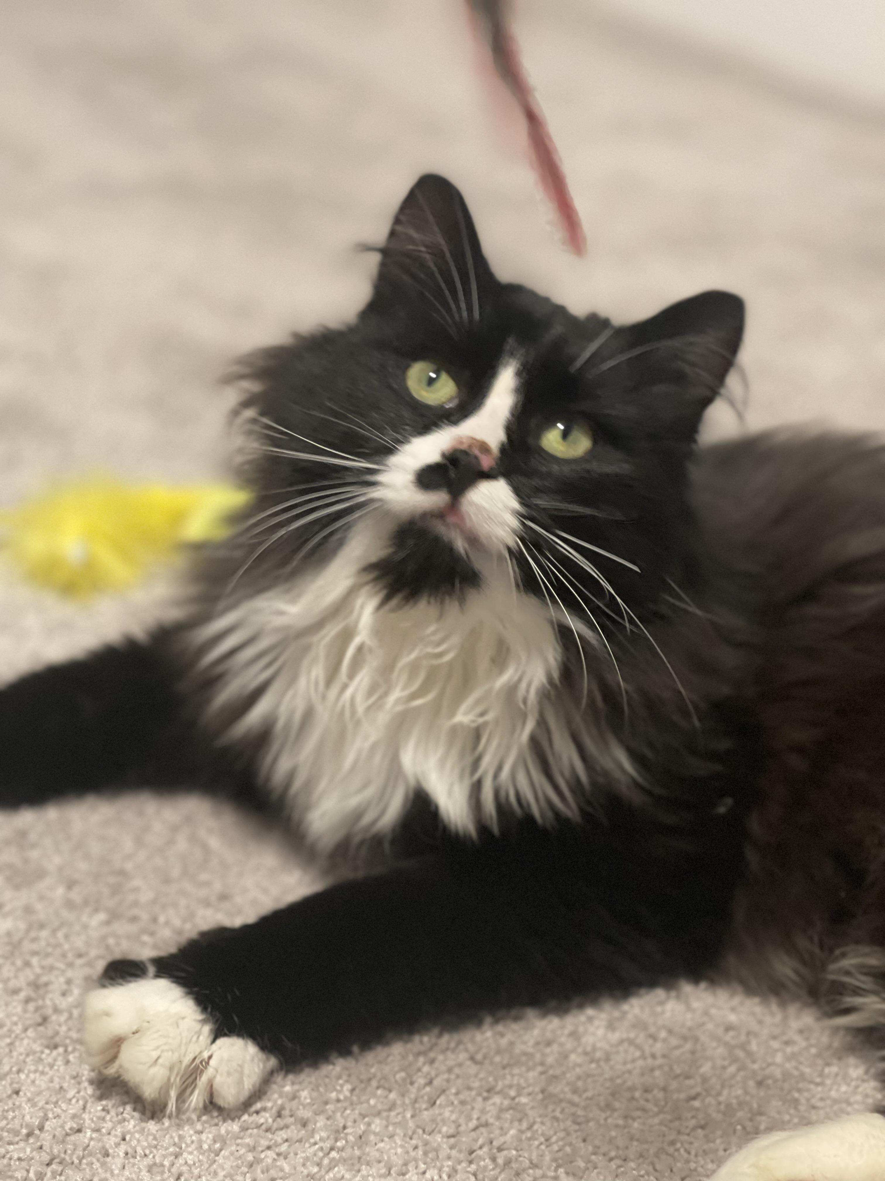 Enlarge JJ Biscuits, a Adoptable mixed breed in Wilsonville, OR image 2/6