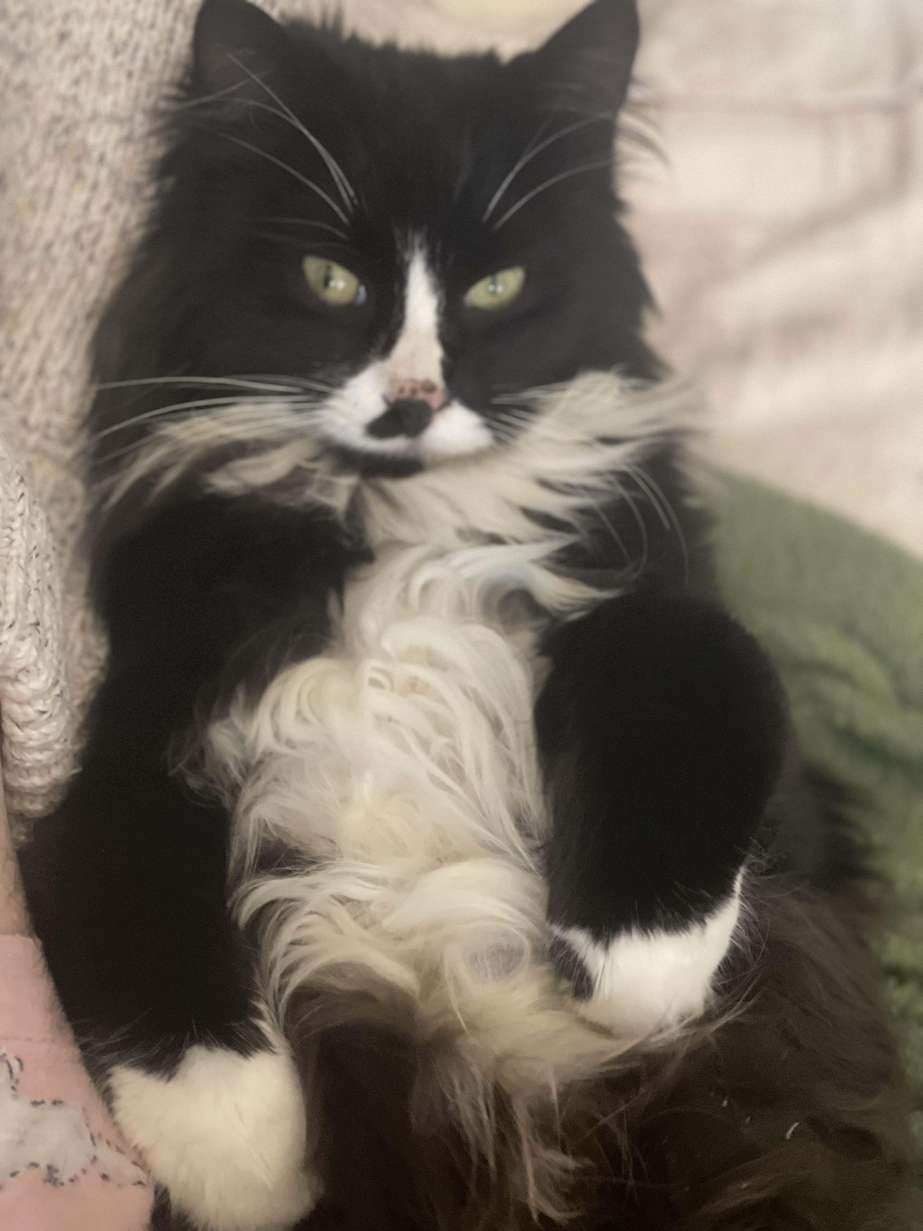 Enlarge JJ Biscuits, a Adoptable mixed breed in Wilsonville, OR image 3/6