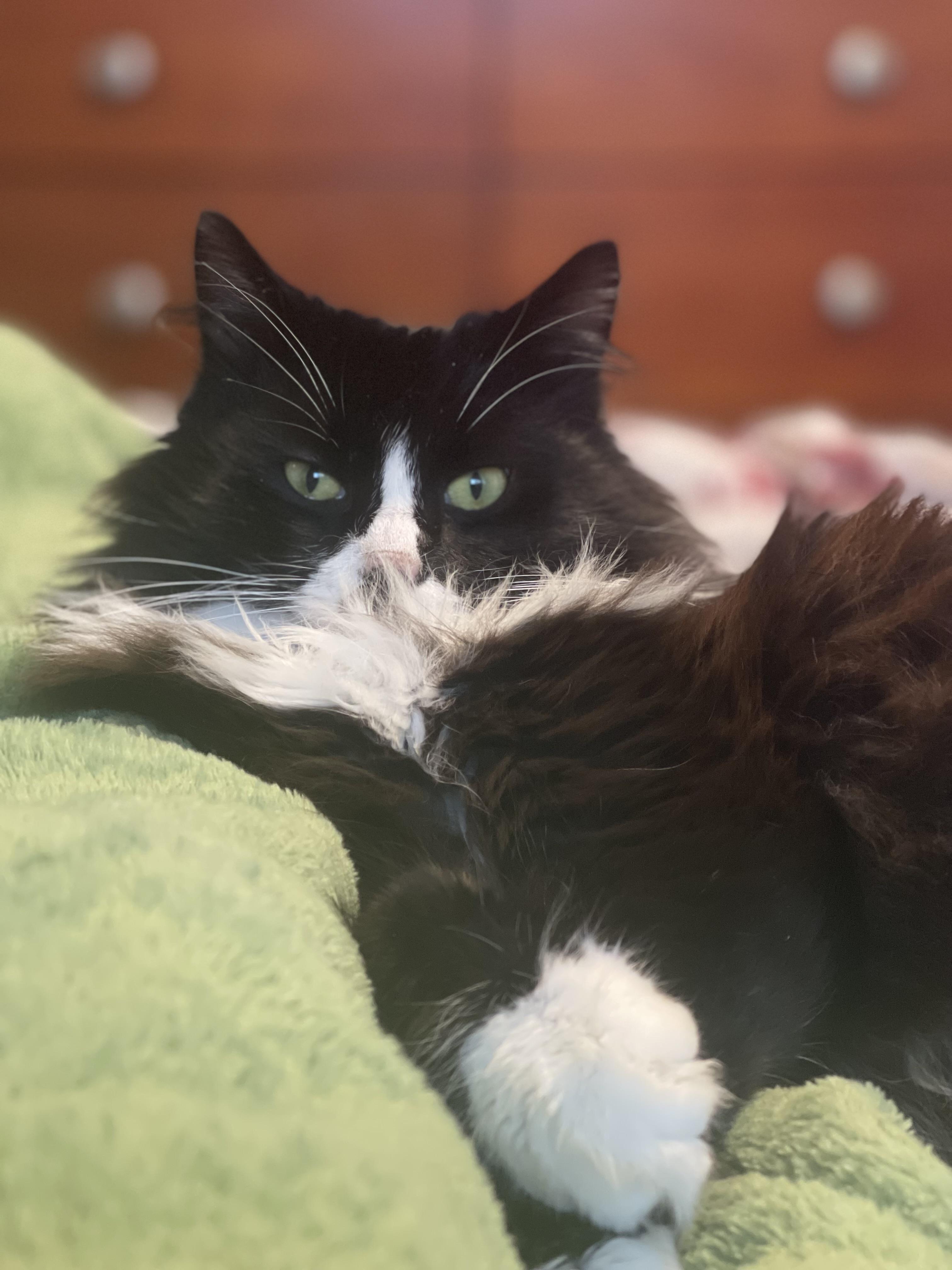 Enlarge JJ Biscuits, a Adoptable mixed breed in Wilsonville, OR image 4/6