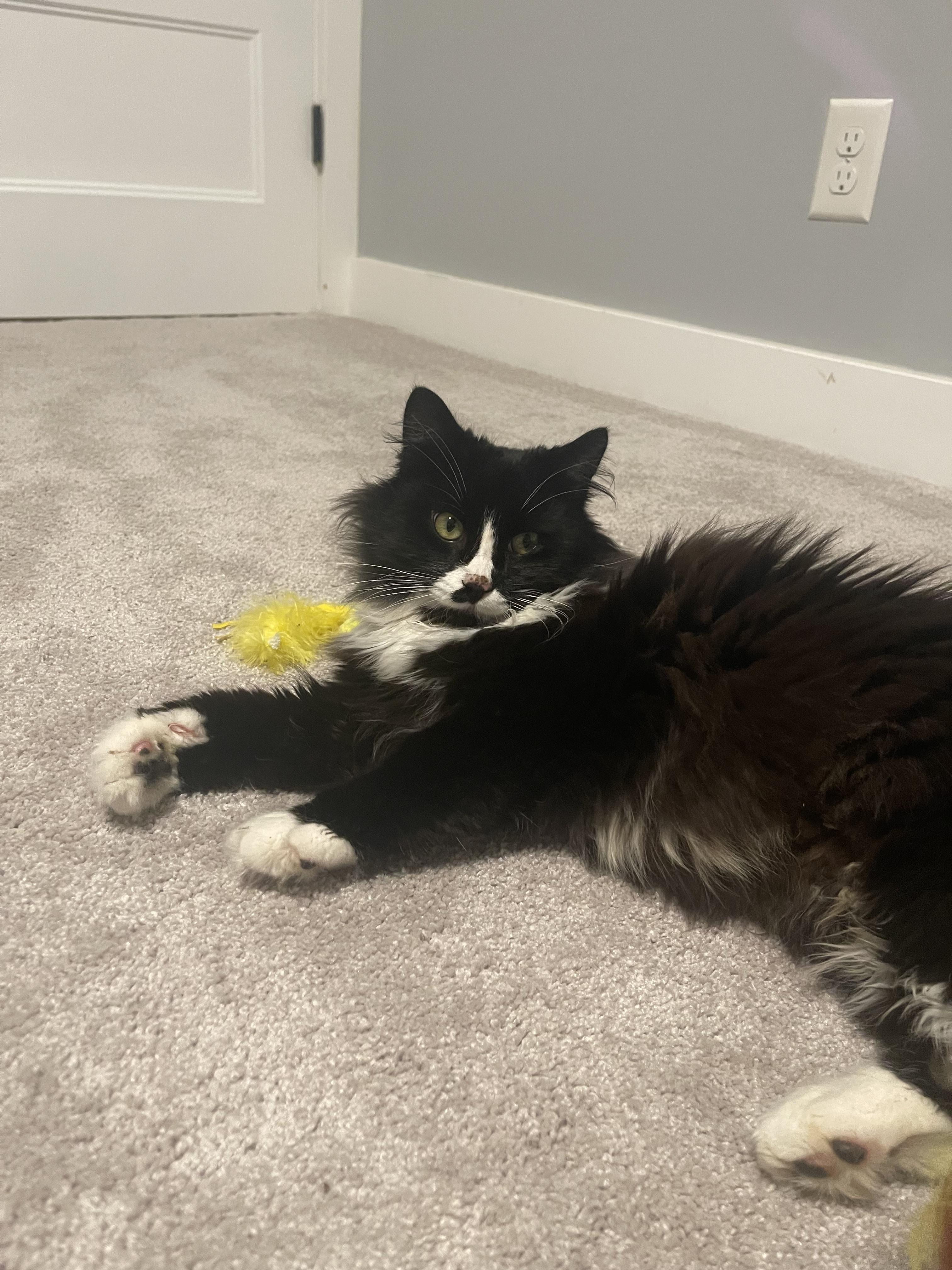 Enlarge JJ Biscuits, a Adoptable mixed breed in Wilsonville, OR image 5/6