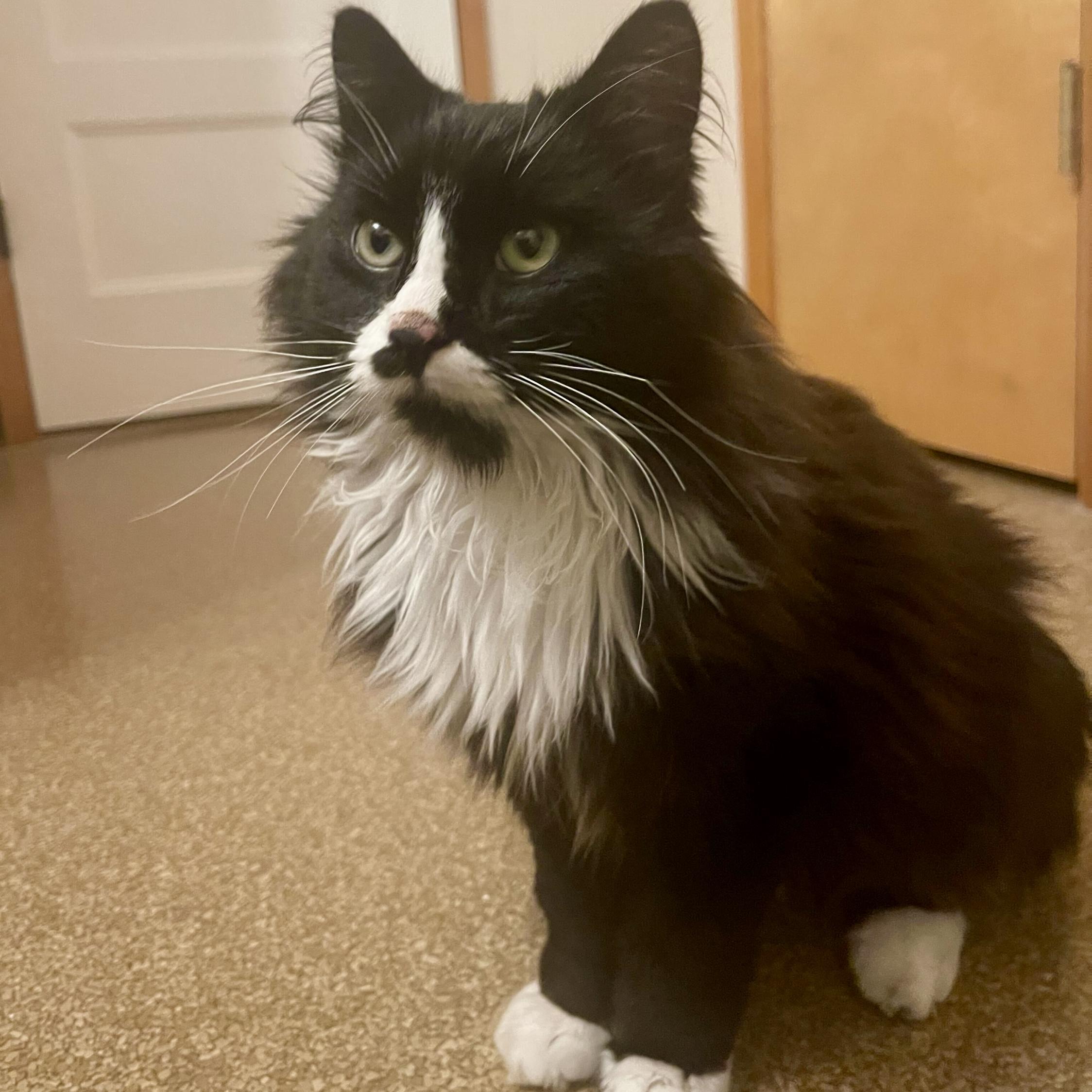 Enlarge JJ Biscuits, a Adoptable mixed breed in Wilsonville, OR image 6/6