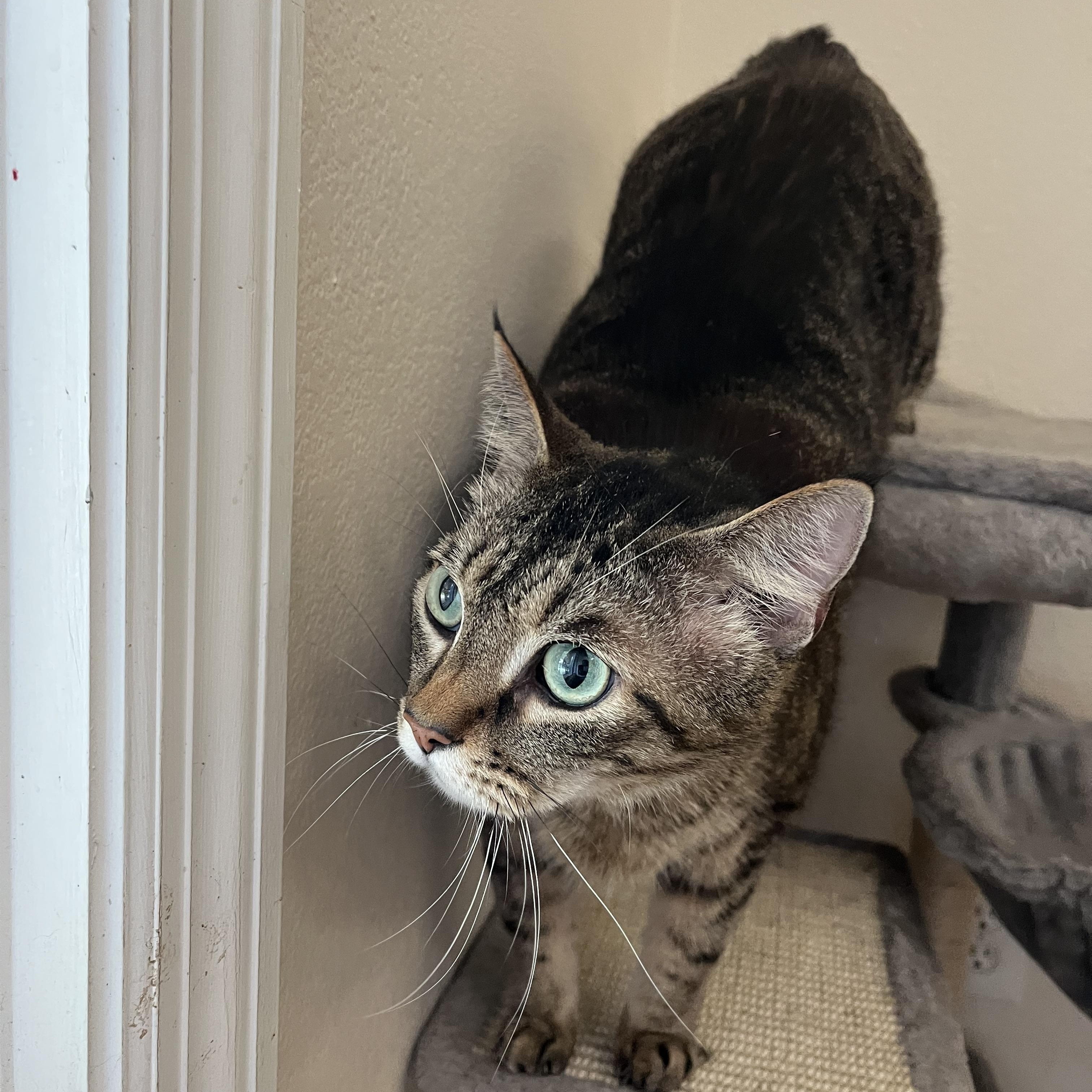 Enlarge Batman, a Adoptable Domestic Short Hair in Loudon, TN image 1/3