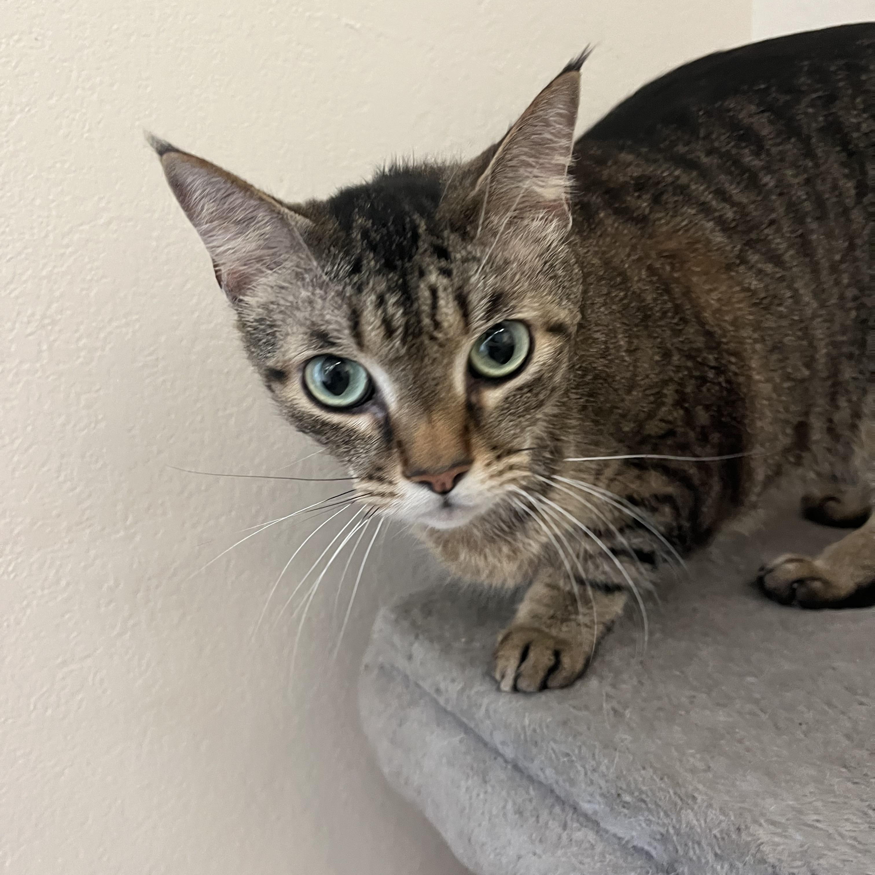 Enlarge Batman, a Adoptable Domestic Short Hair in Loudon, TN image 2/3