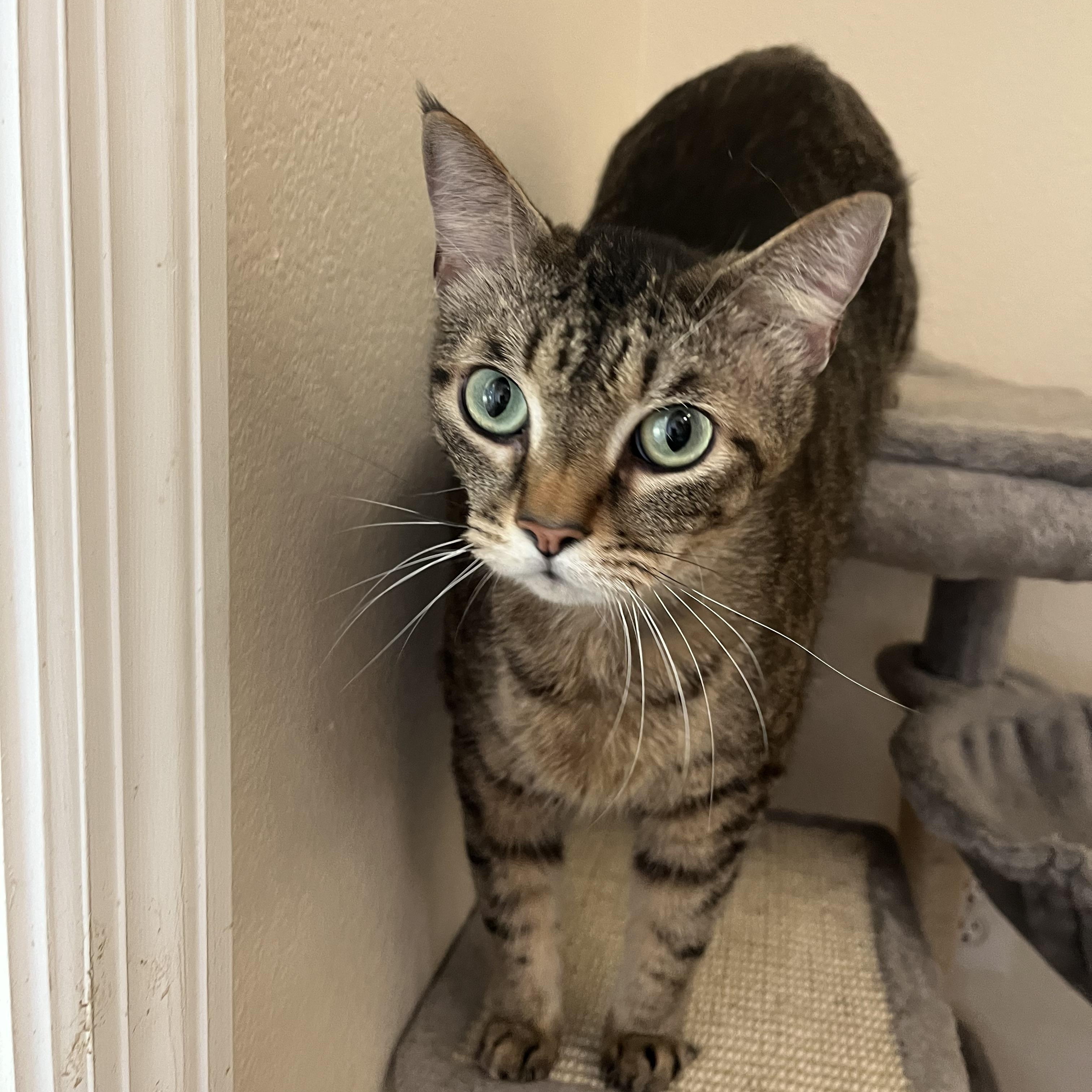 Enlarge Batman, a Adoptable Domestic Short Hair in Loudon, TN image 3/3