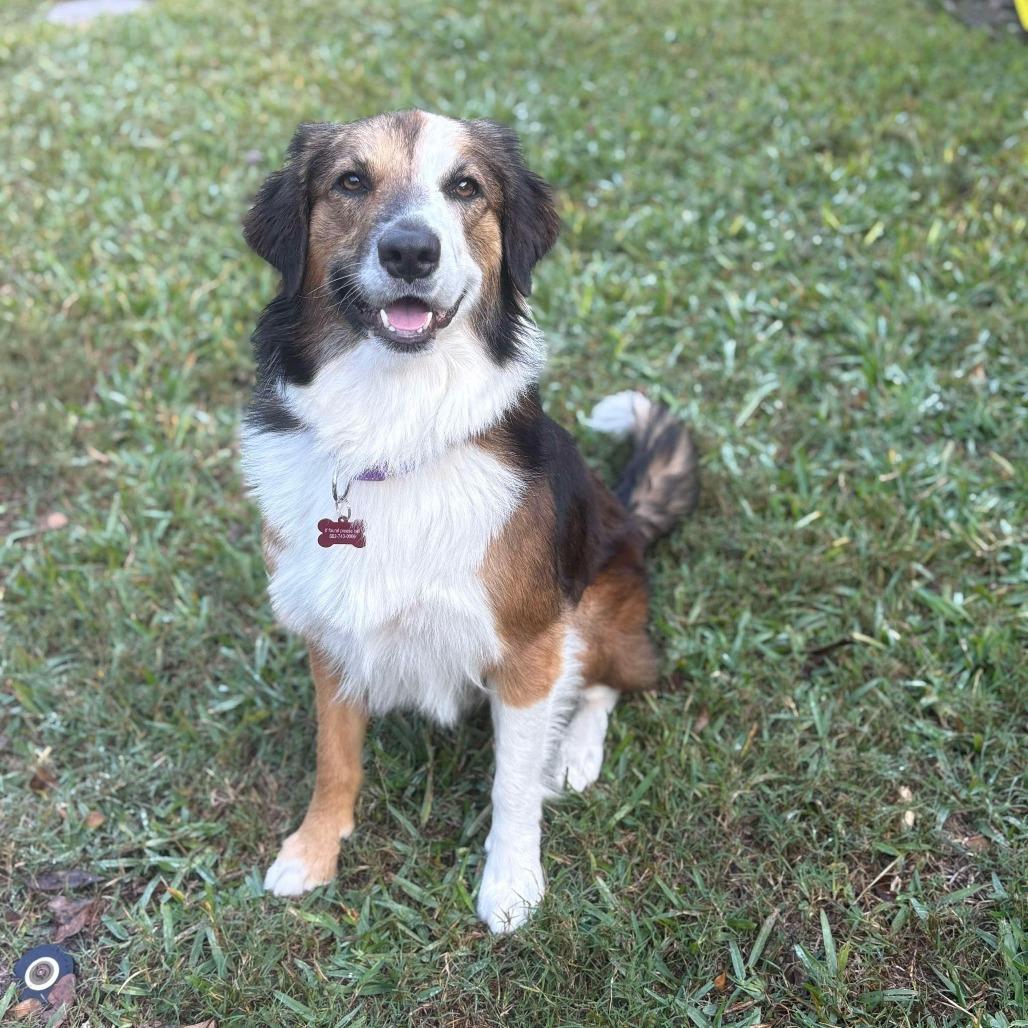 Toby, Adoptable, Adult Male Shepherd & Mixed Breed.