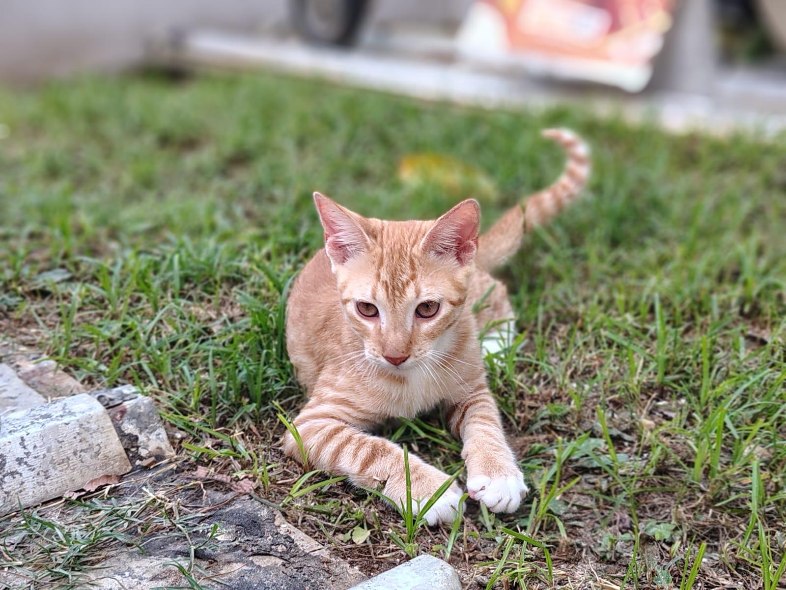Enlarge Apollo, an adopted Domestic Short Hair in Franklin, MA image 1/3